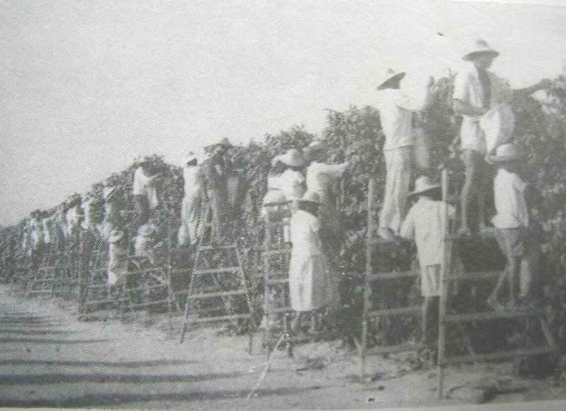 コショウを収穫する日本人移民の写真