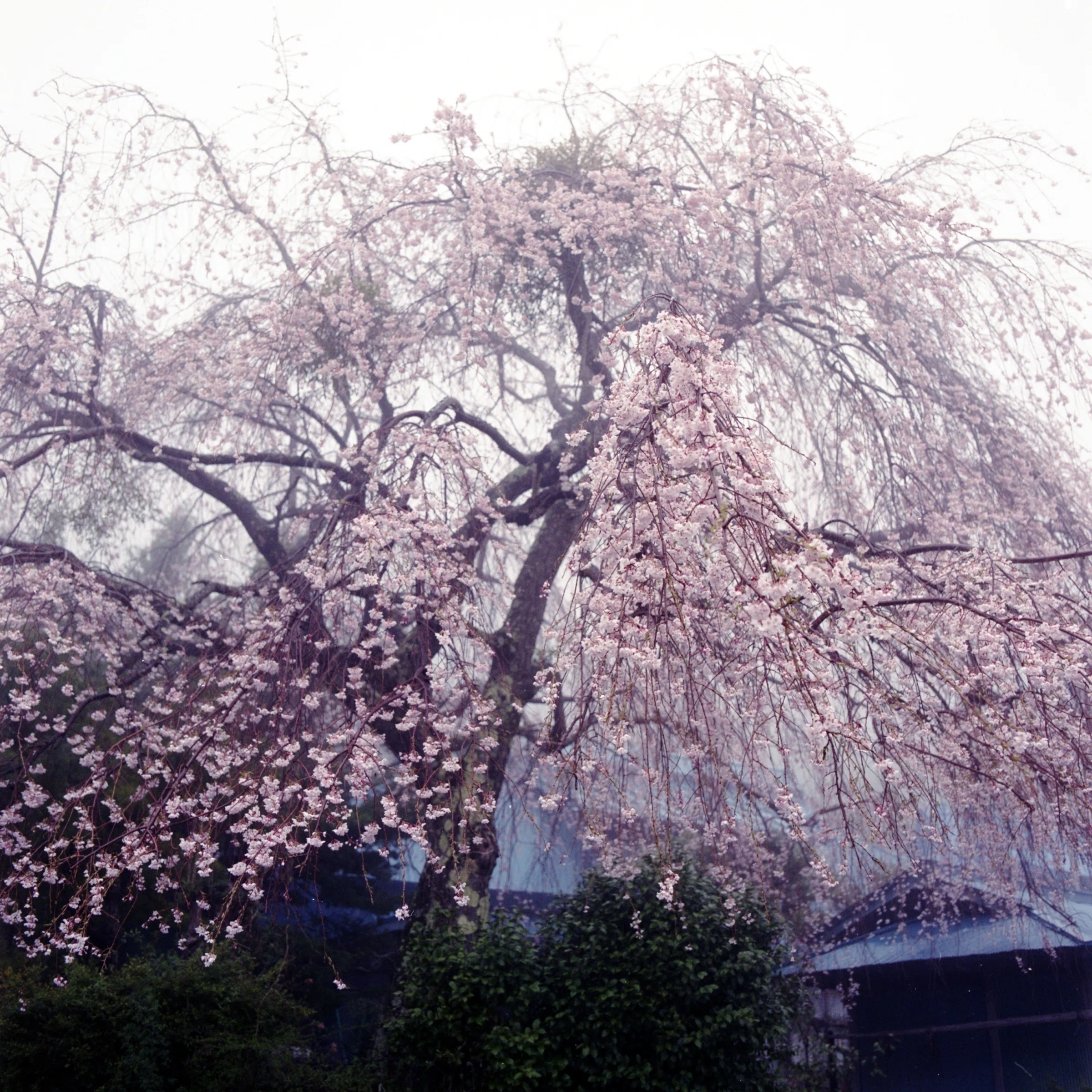 日本一小さな町のnote #05[桜]｜早川町観光協会
