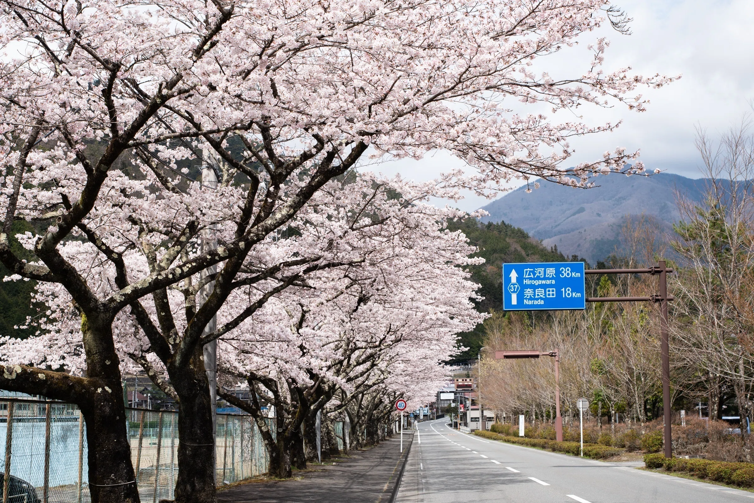 日本一小さな町のnote #05[桜]｜早川町観光協会