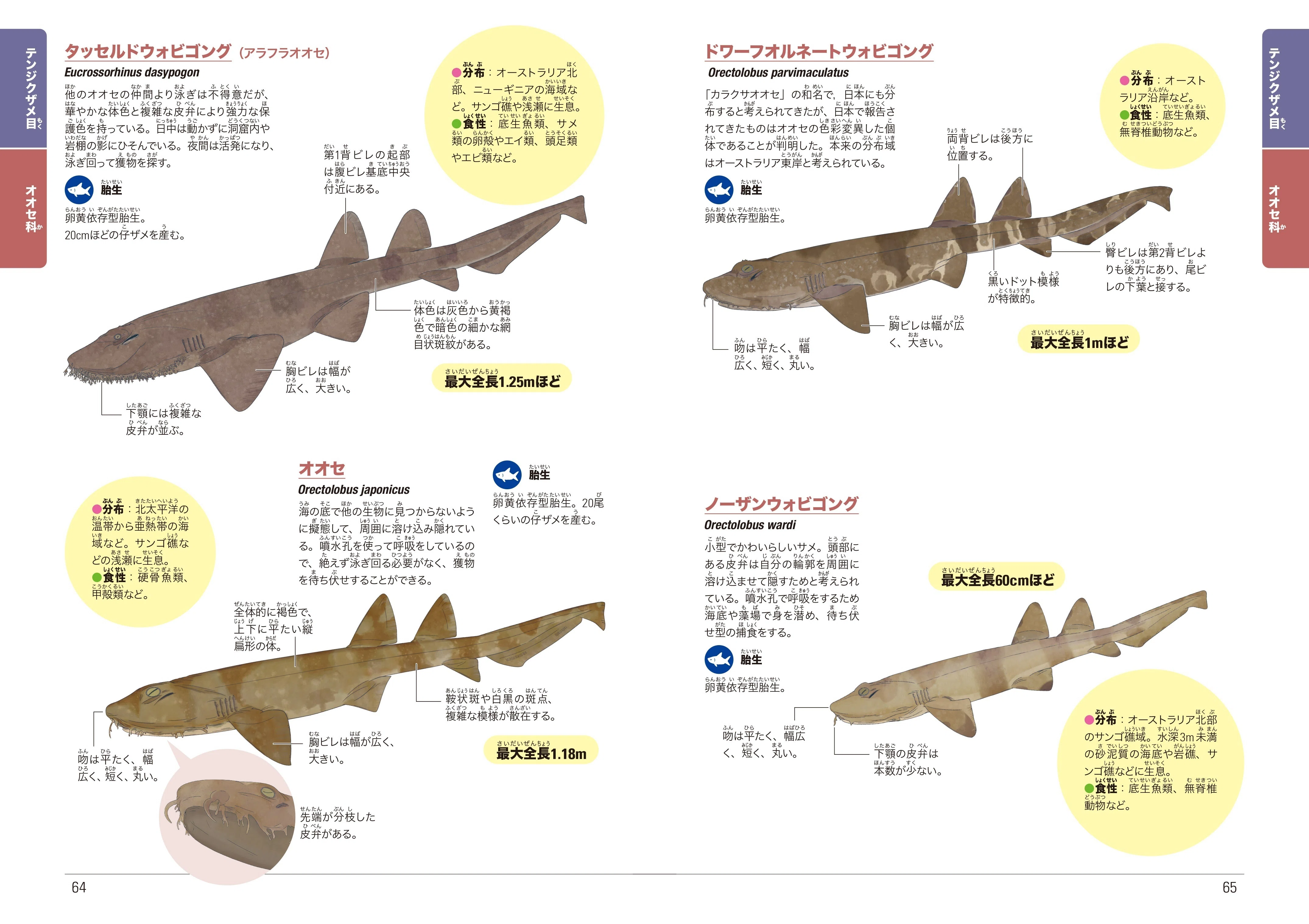 サメを知るために、サメを描く——【サメ愛好家イラストレーターめかぶ
