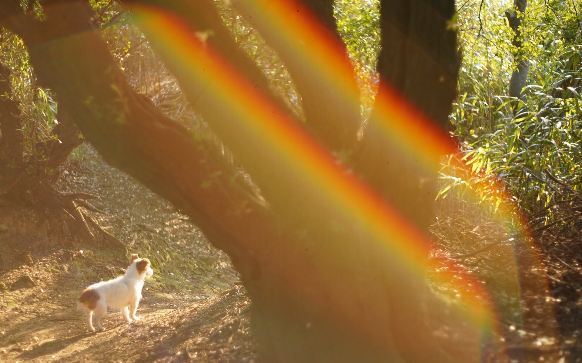 ペンタックス Super Takumar 55mm F1.8は、目に見えない光を写す ペンタックス Super Takumar 55mm F1.8は、目に見えない光を写す