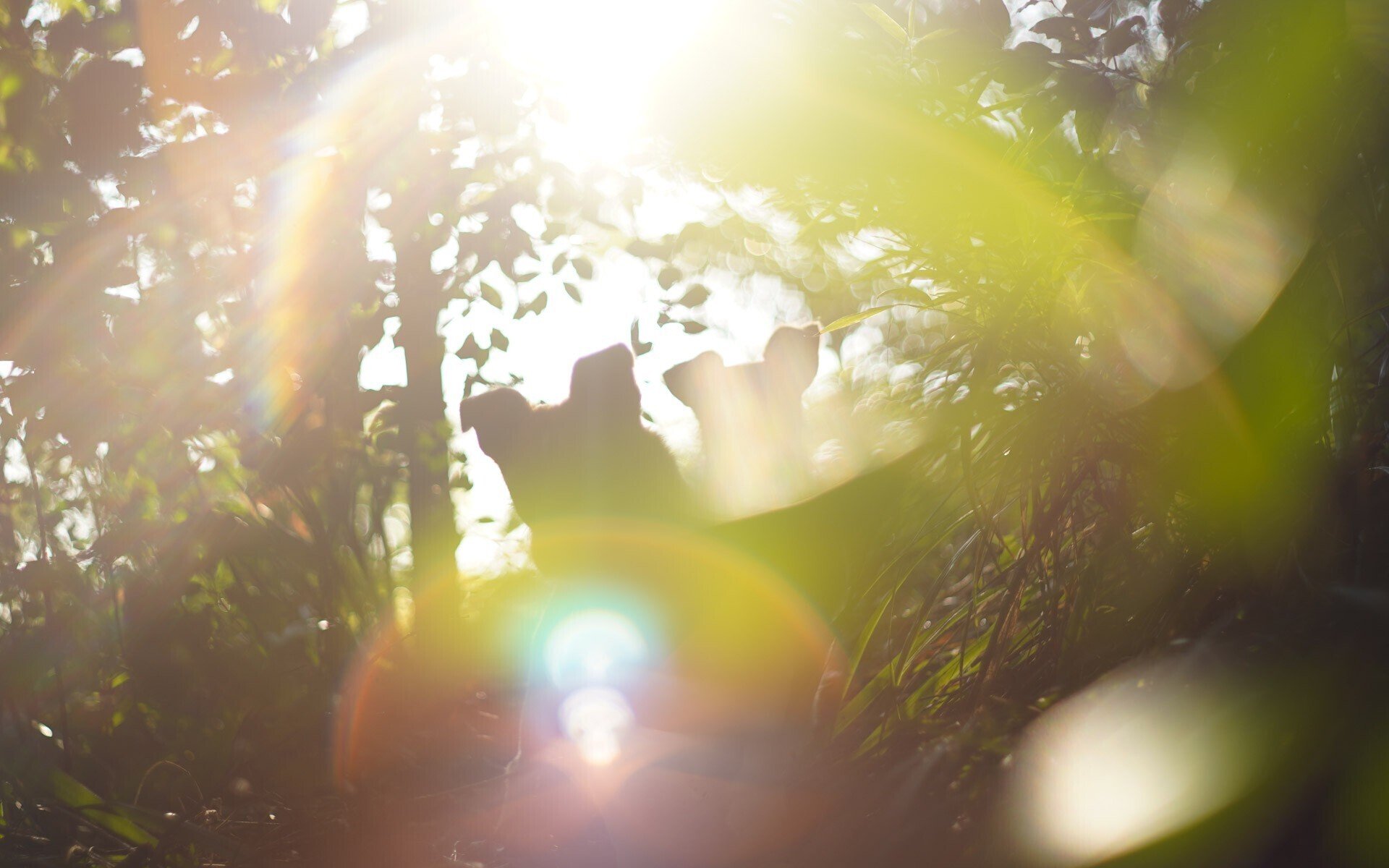 ペンタックス Super Takumar 55mm F1.8は、目に見えない光を写すレンズ