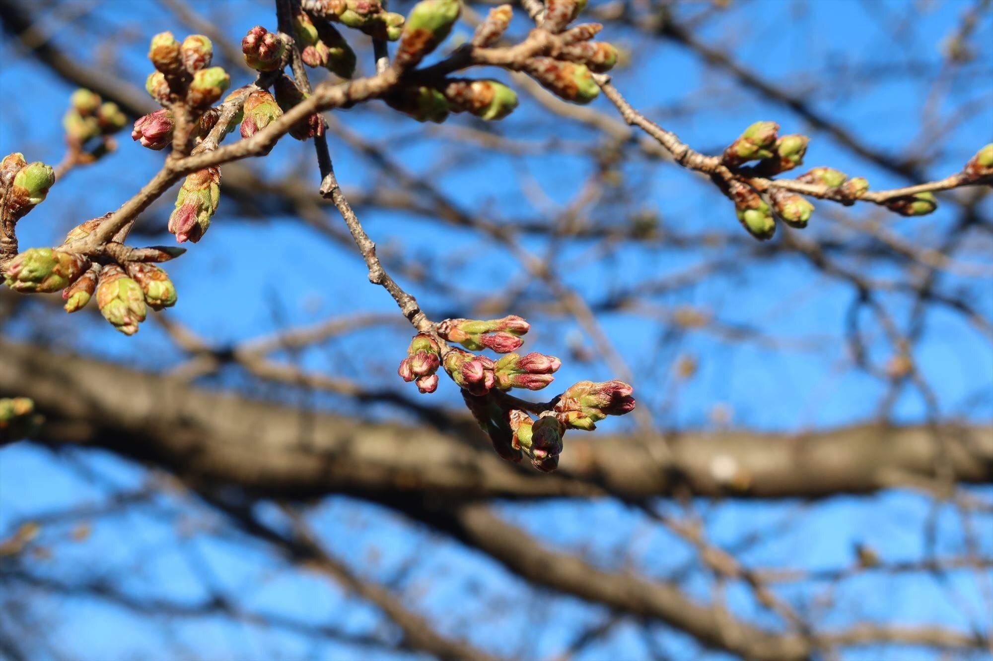 桜が咲き始めました｜kazaoka