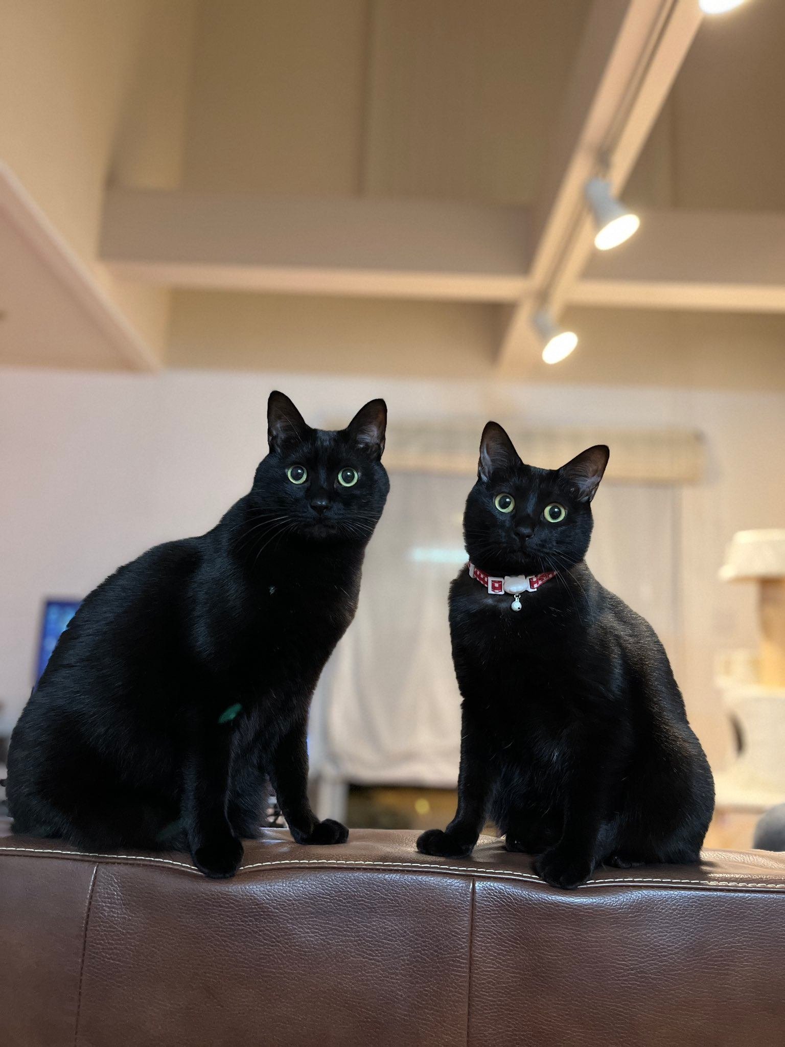 ネコの頭からネコが生えてるみたい…？鏡もちのように重なった黒猫