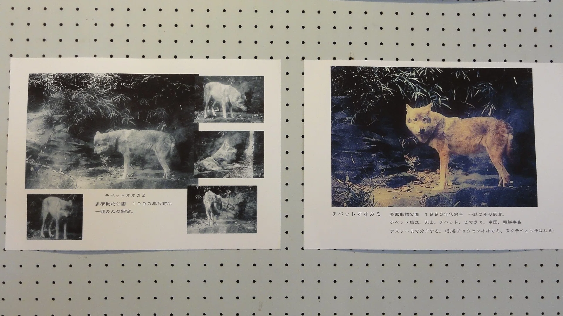 ひらしお源氏の館】企画展示「ニホンオオカミと私」を見に行く｜あずさ
