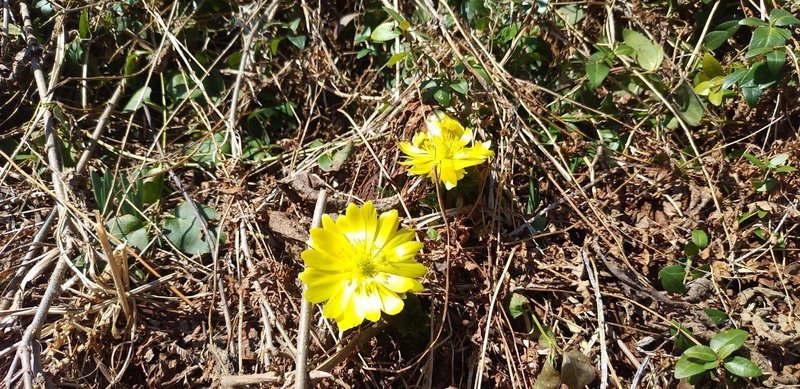 福寿草の花