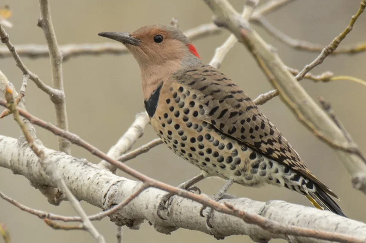 きつつきです シカゴでバードウォッチング！】 Northern Flicker ハシボソキツツキ