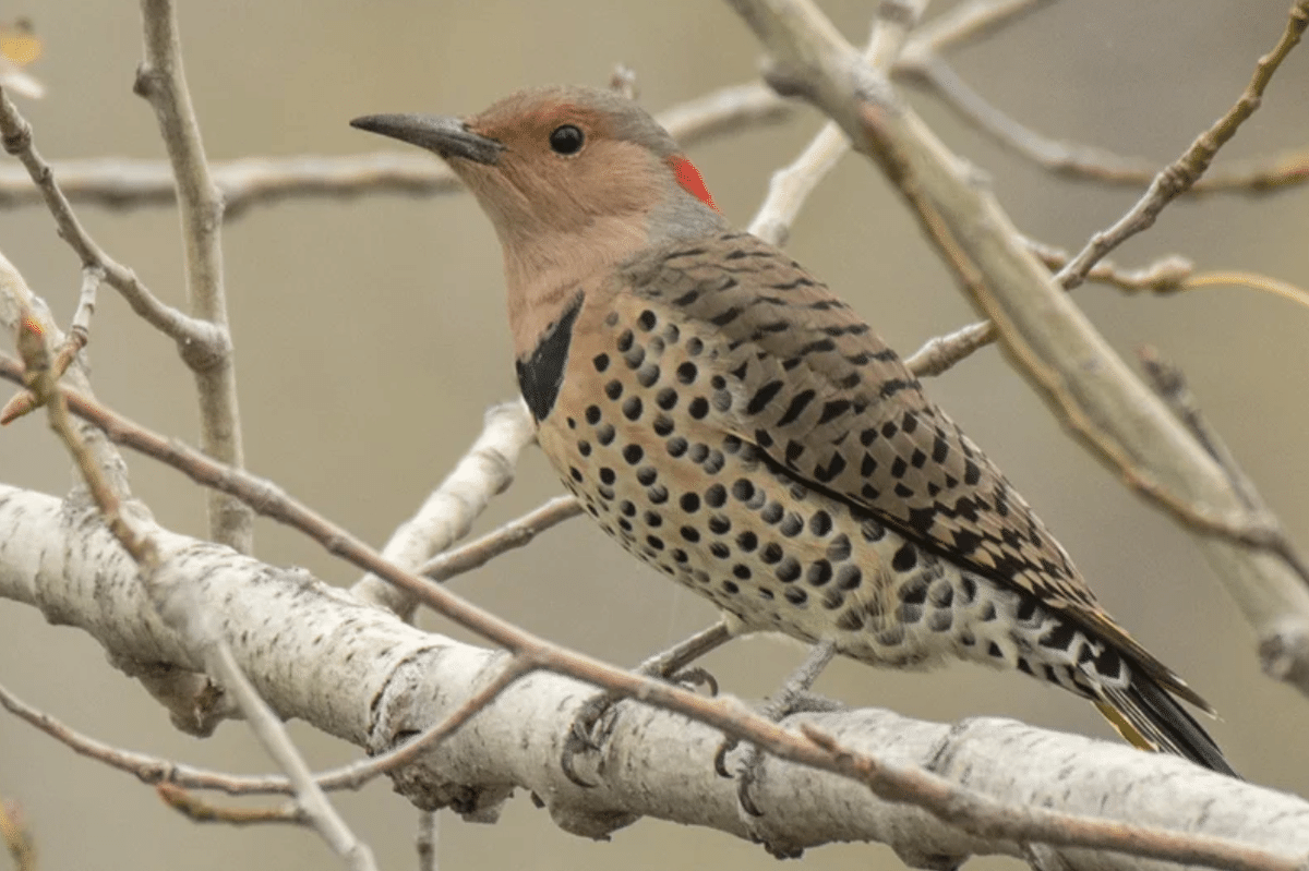 鳥がいく シカゴでバードウォッチング！】 Northern Flicker ハシボソ