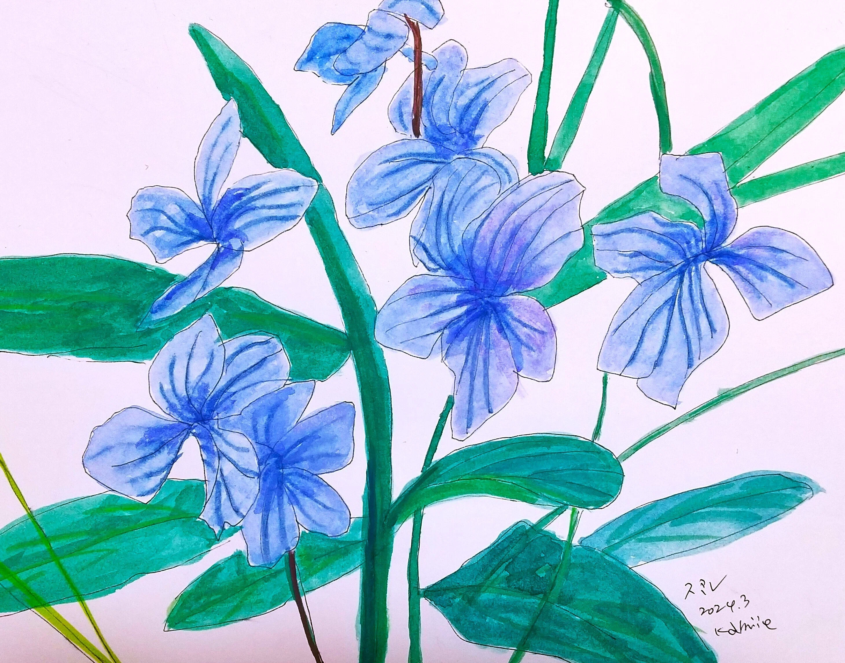 油絵（すみれ）スミレ　訳あり すみれ（菫）｜北海道の熊おやじ〜北海道の179市町村の歴史と観光