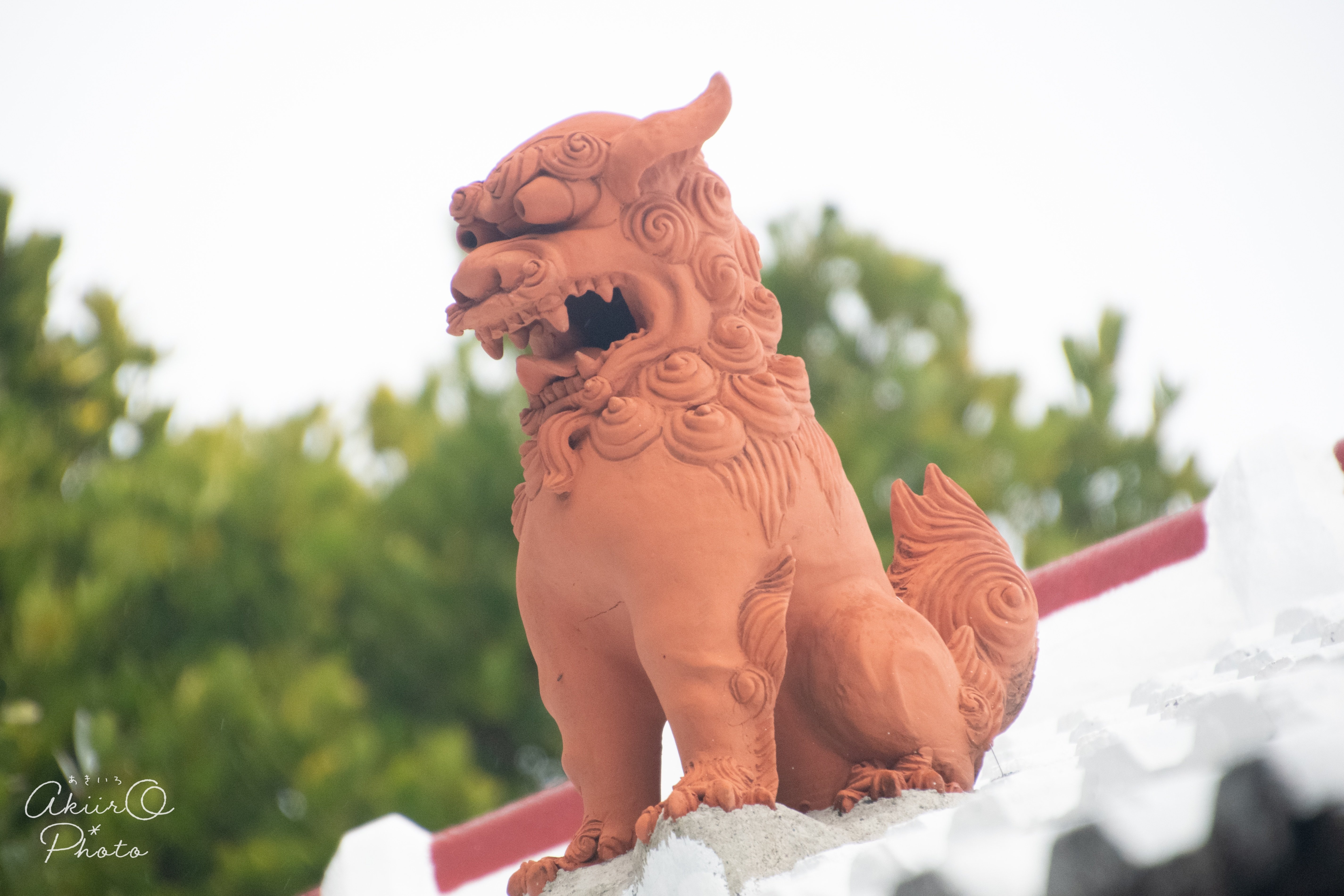 ✨✨✨ブーゲンビレア【名花◎美らさん】検/筏葛/涼盆栽/美株品 Photo Story｜筏葛-いかだかずら-/Ikadakazura｜AkiirO