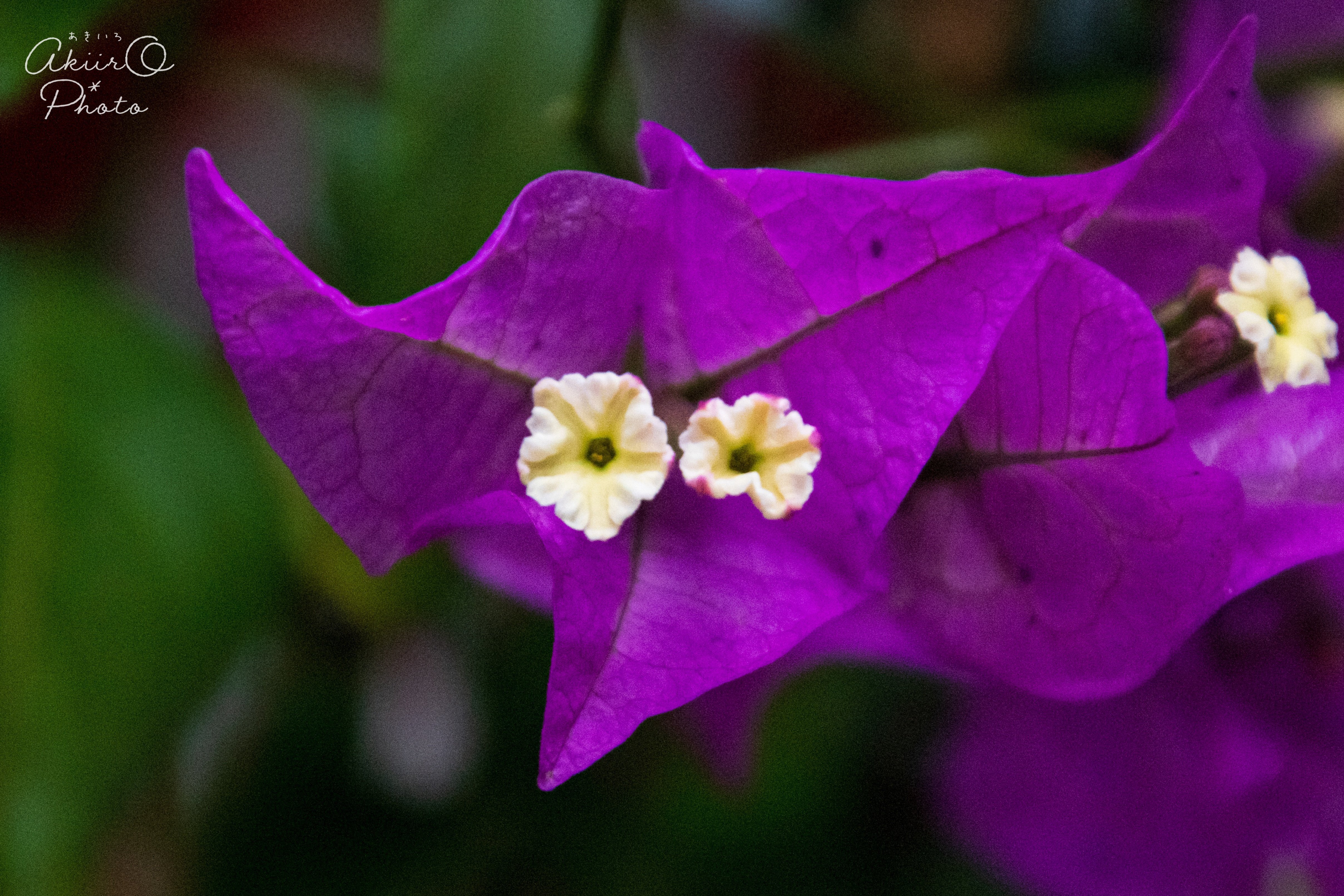 Photo Story｜筏葛-いかだかずら-/Ikadakazura｜AkiirO