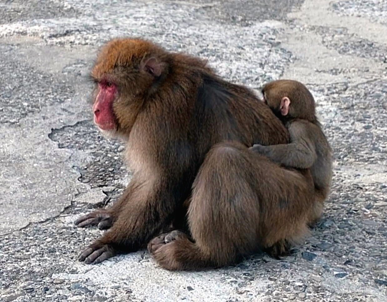 12 オロチおじさんと子ザル｜sora.11