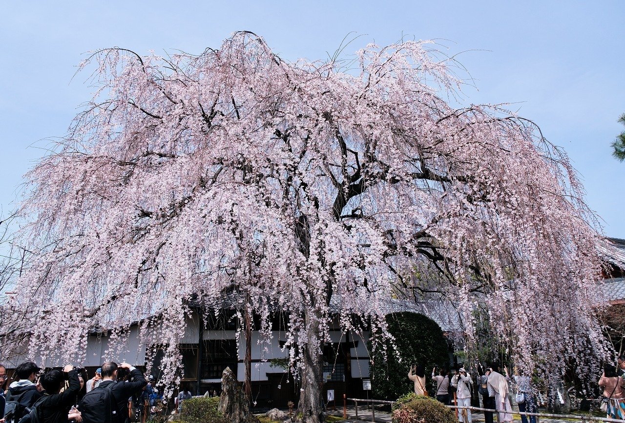 30日、本満寺と六角堂の枝垂れ桜｜11g3