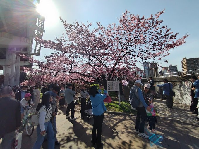 花はどこ花はどこ　咲いた花はどこ…　人びとが右往左往するのです　花はここ　ここは満開です早咲きのお花です　ミヤビと名付けられた桜です　ソメイヨシノの出番までもう少し　それまではこちらが主役なのです