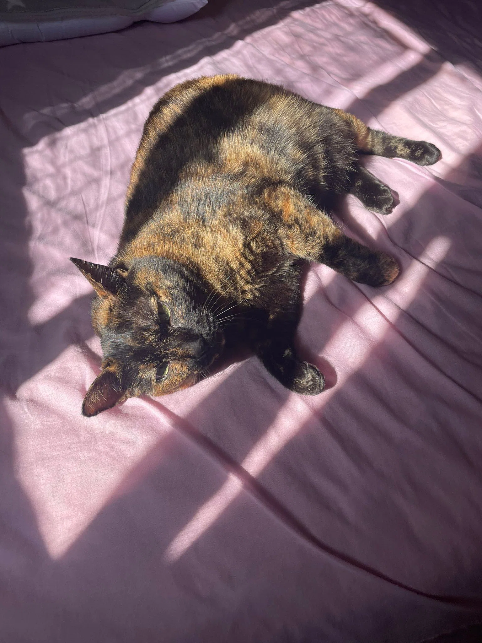 猫が「2階に来て！」と騒ぐので行ってみると…日当たりの良さを教えて