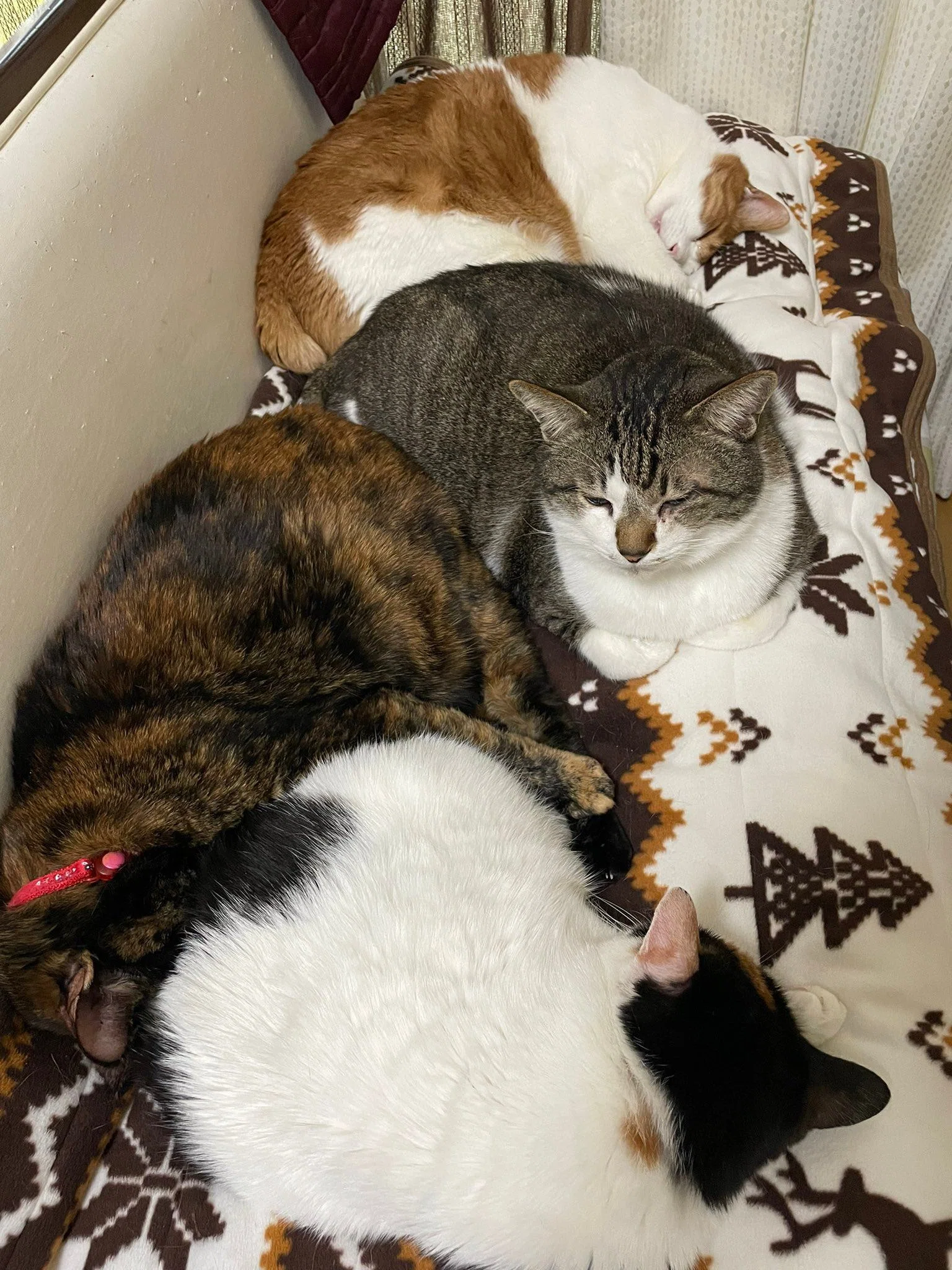 猫が「2階に来て！」と騒ぐので行ってみると…日当たりの良さを教えて