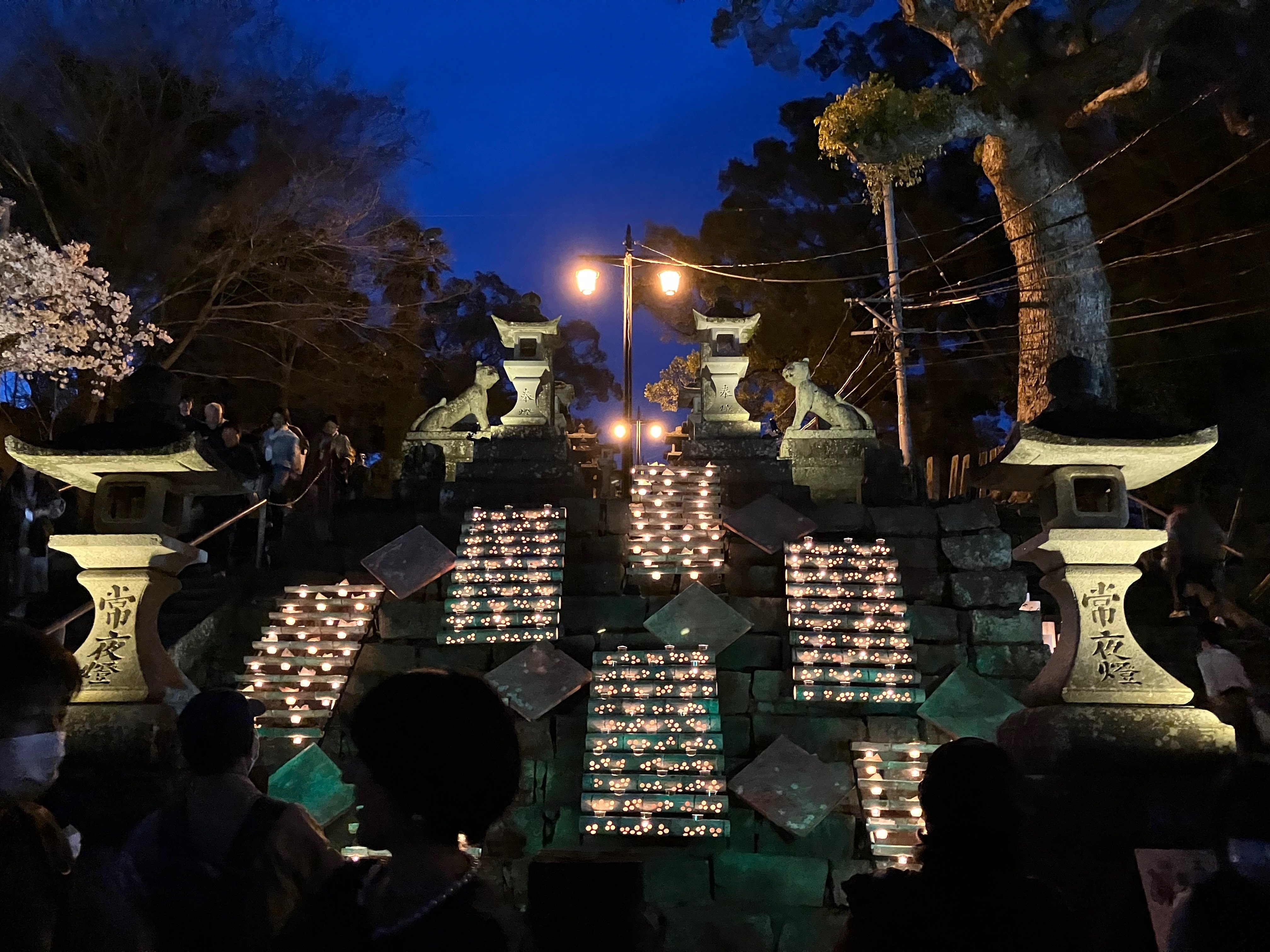本妙寺桜灯籠🌸｜Desert Rose