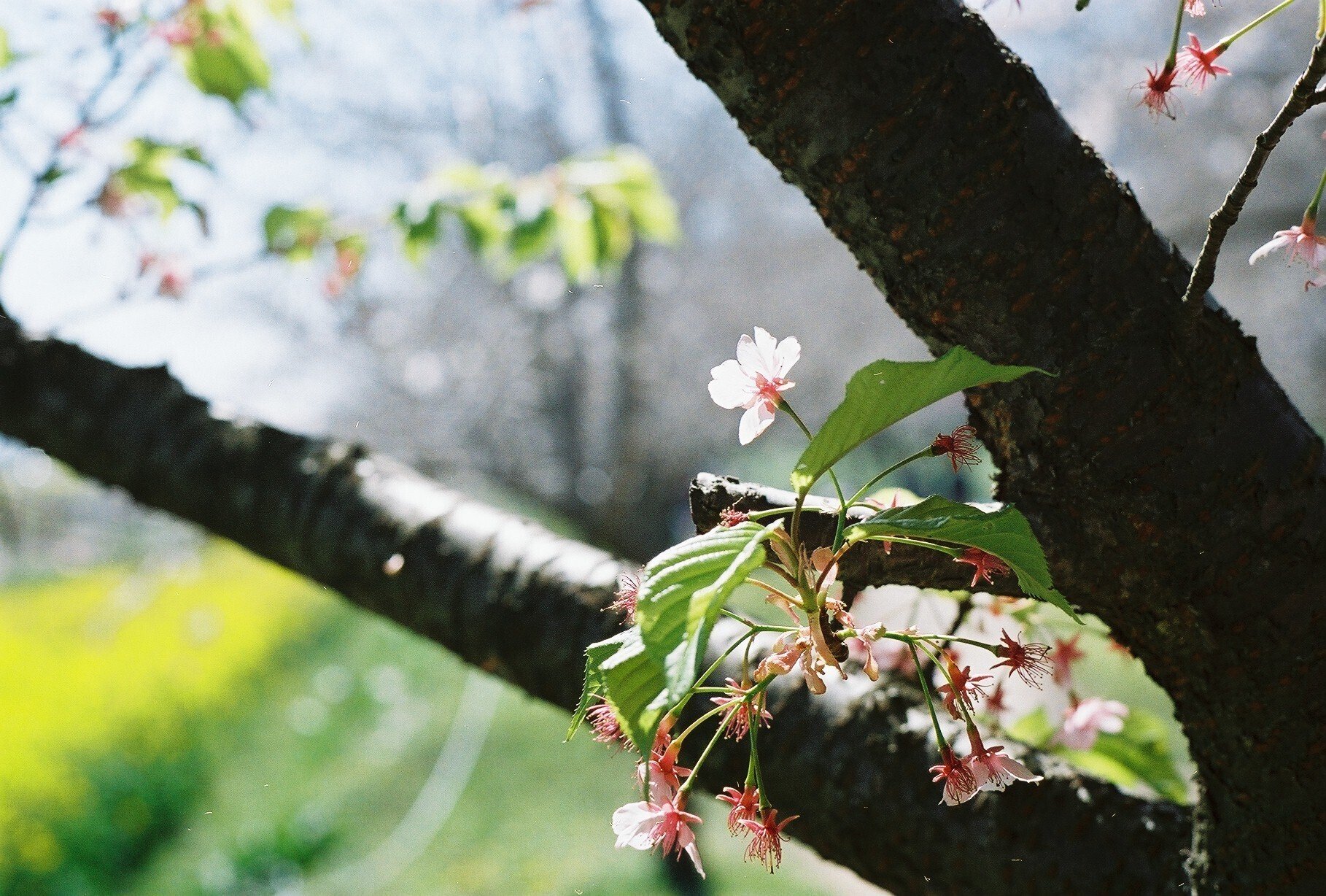 kazのこんなカメラ㉙ ASAHI PENTAX SB｜kaz@Pinguist!