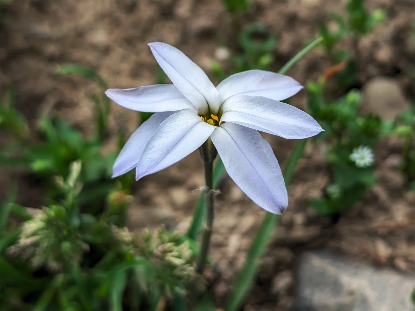 ハナニラ 畑周辺の春の野草 ハナニラの逸出｜annon