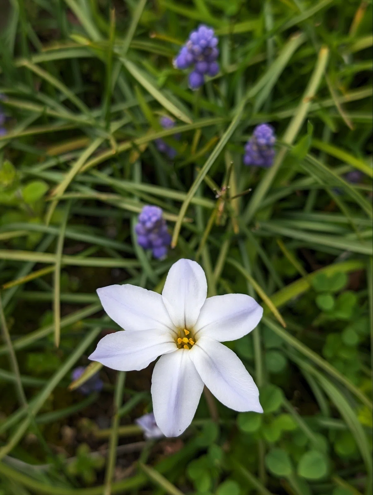 畑周辺の春の野草 ハナニラの逸出｜annon