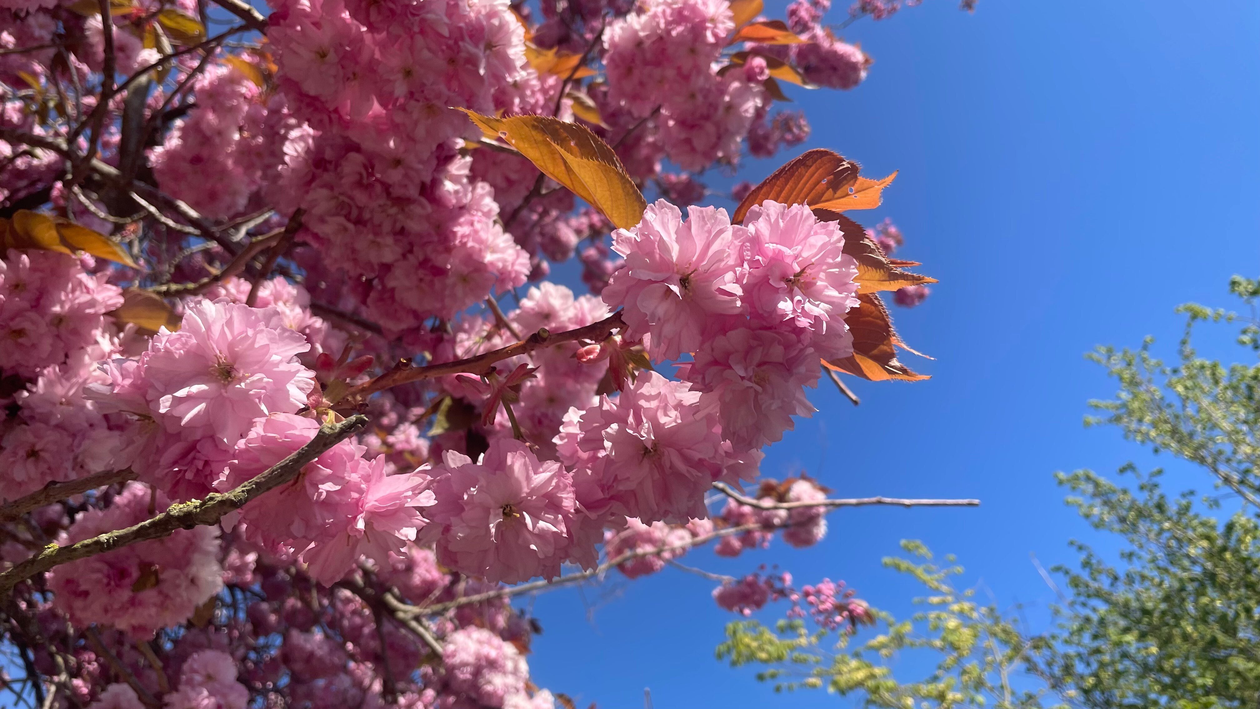 デンマークでも楽しめる「桜🌸」を一挙公開 - Living in Denmark
