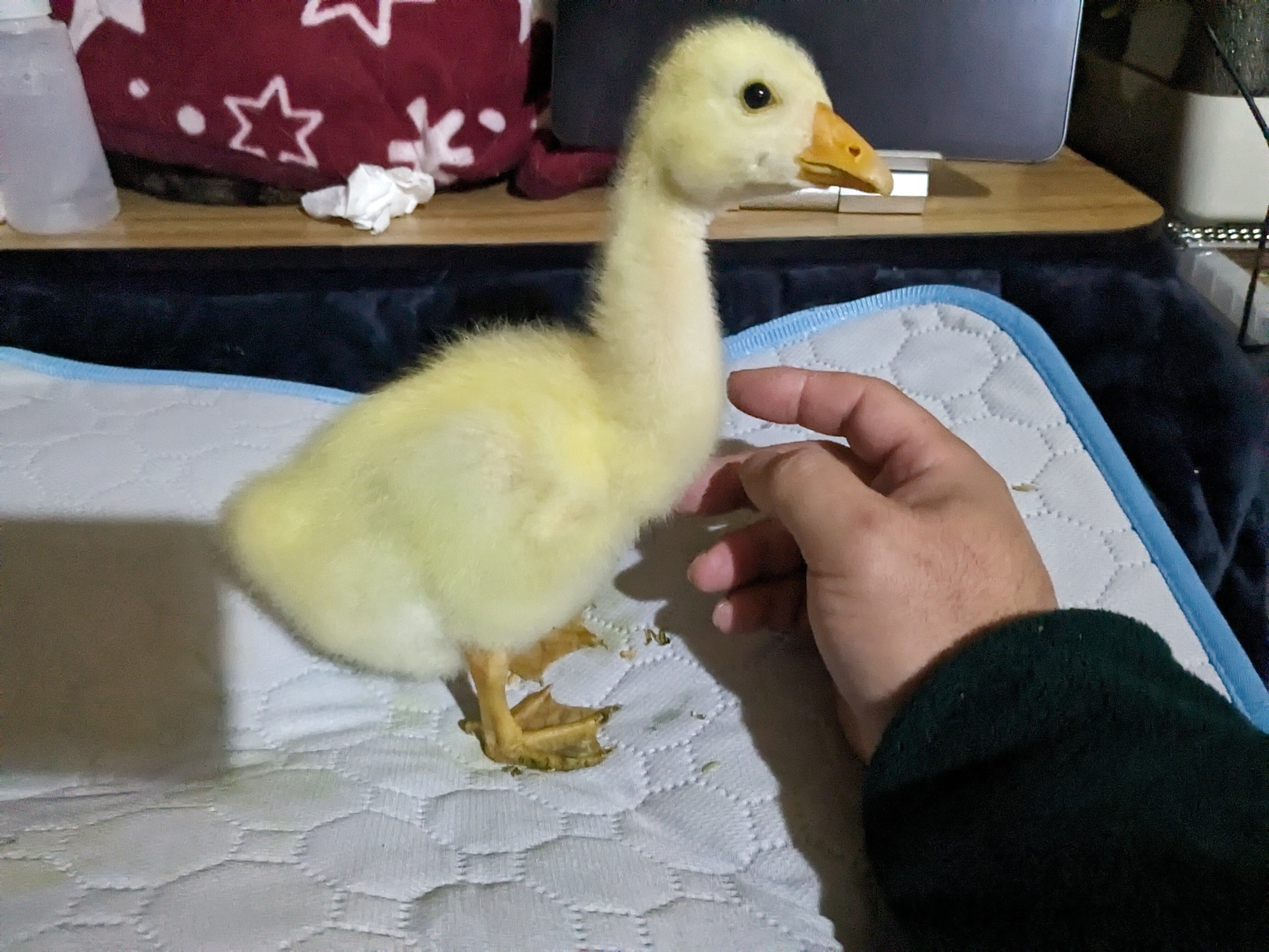 ガチョウとの暮らし｜のんびり農園