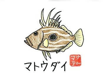 259 (再)大敷網漁の魚達⑬マト｜桂浜水族館 公式