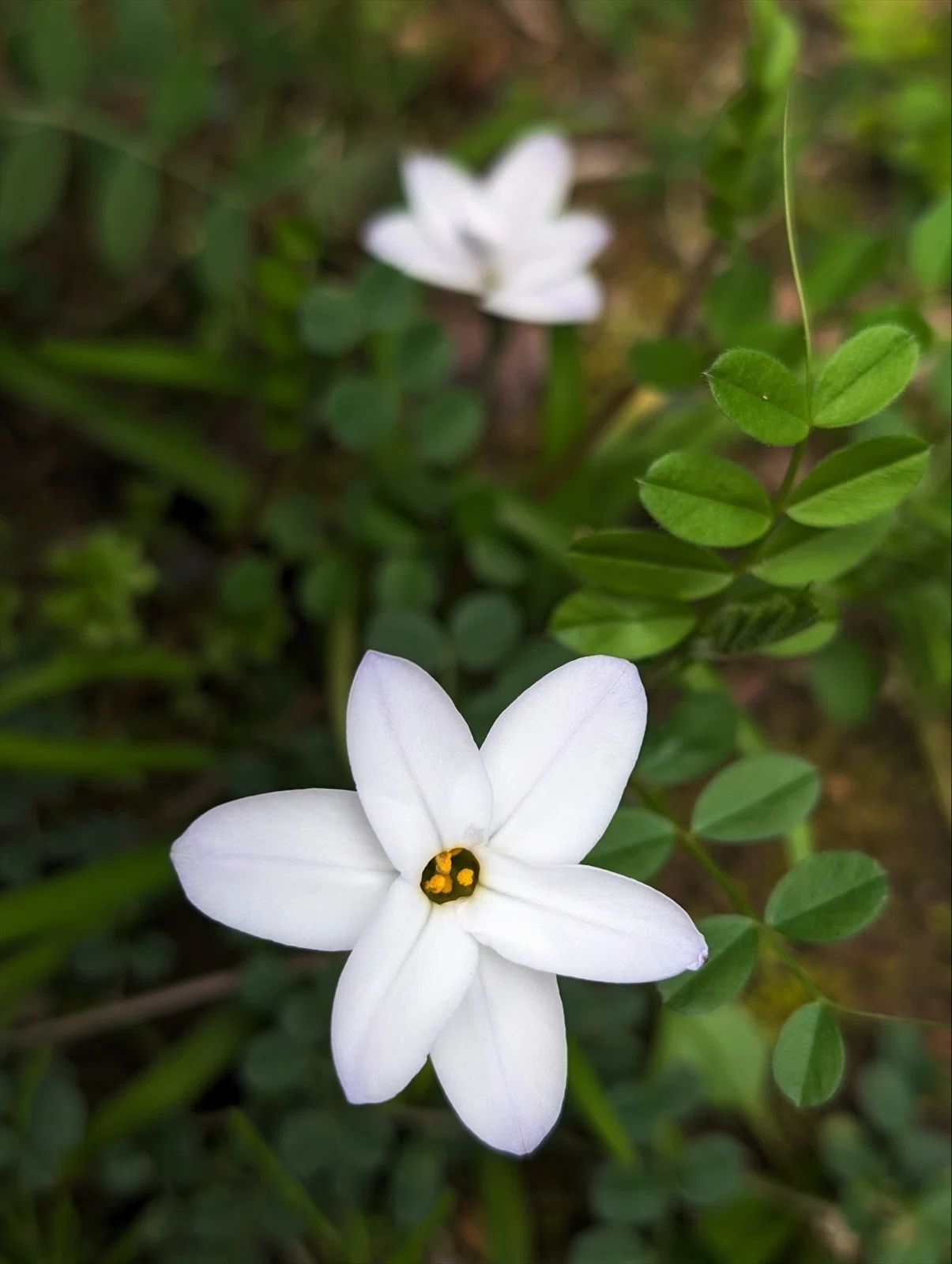 ハナニラ 畑周辺の春の野草 ハナニラの逸出｜annon