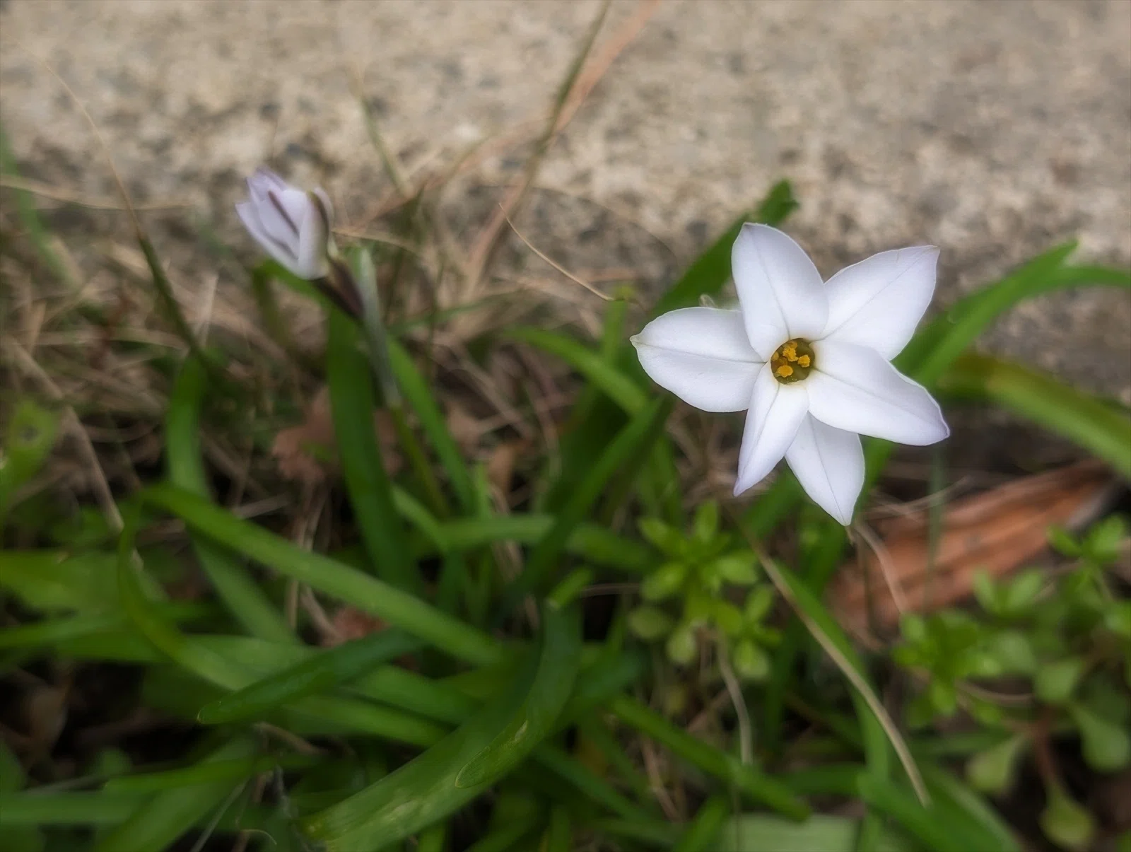 畑周辺の春の野草 ハナニラの逸出｜annon