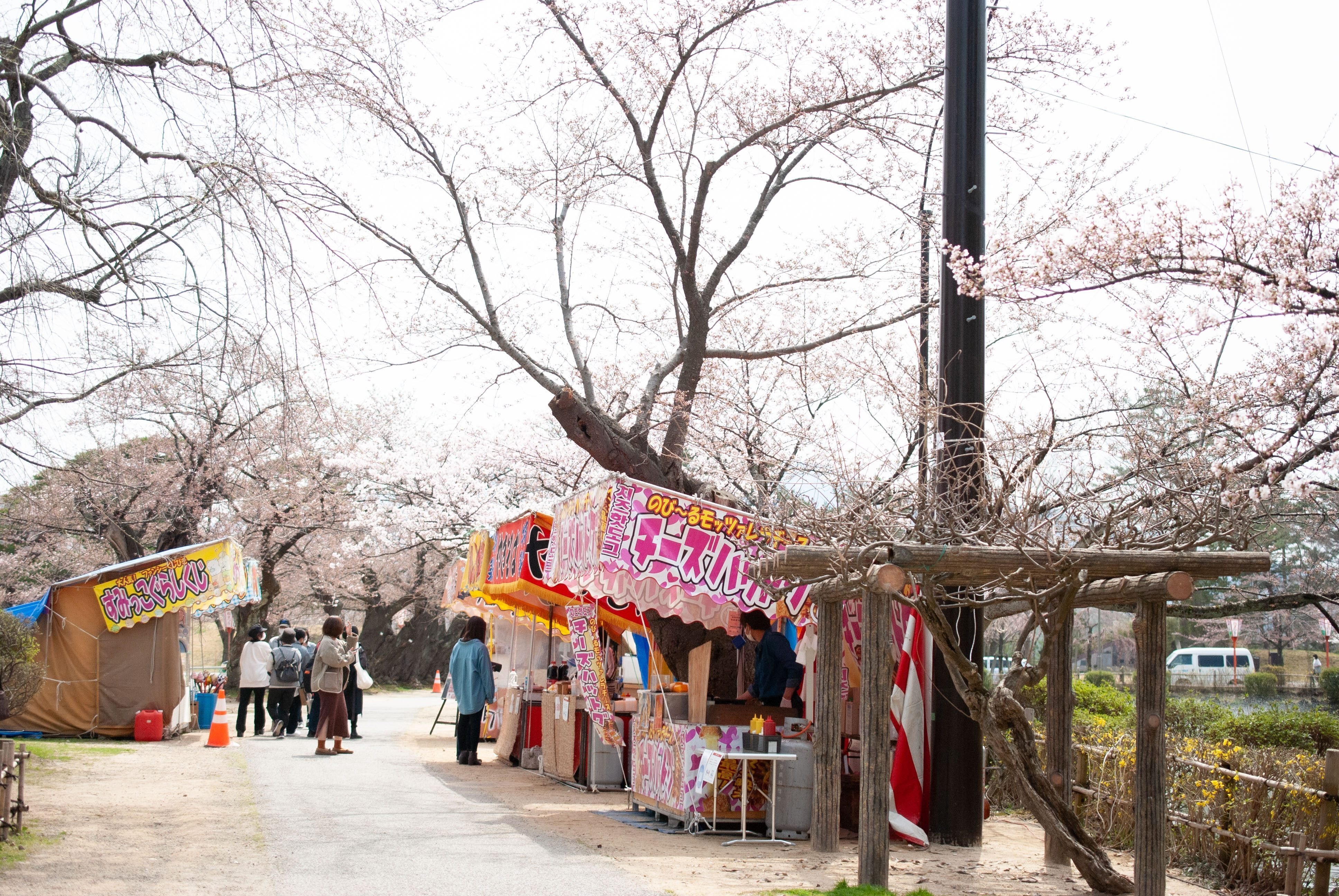 🌸もうすぐ開花🌸鶴岡の桜スポットをご紹介します｜鶴岡市ふるさと納税