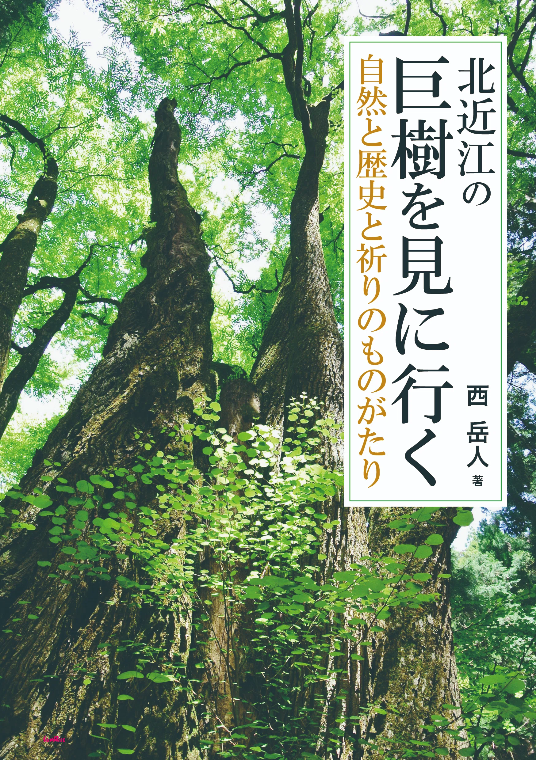 Release] Visiting the Giant Trees of Northern Omi: A Story of