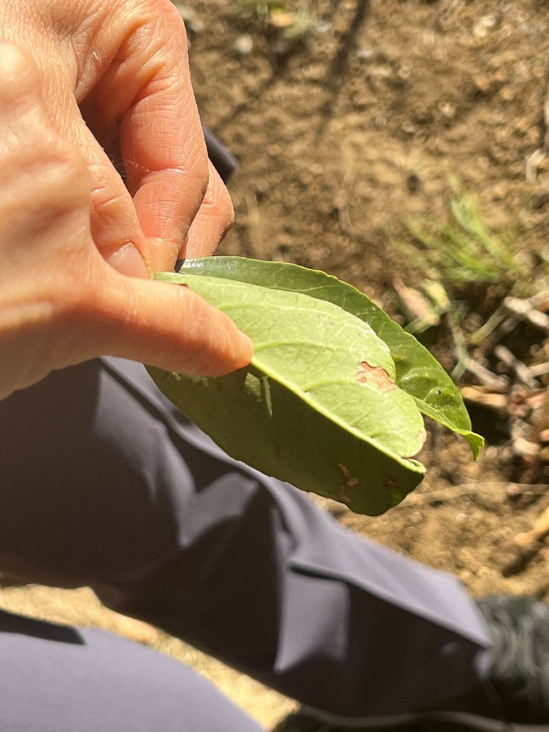 植物の葉の裏に、ダニの出入りする穴がある様子を指示している写真。植物に共生するダニもいます