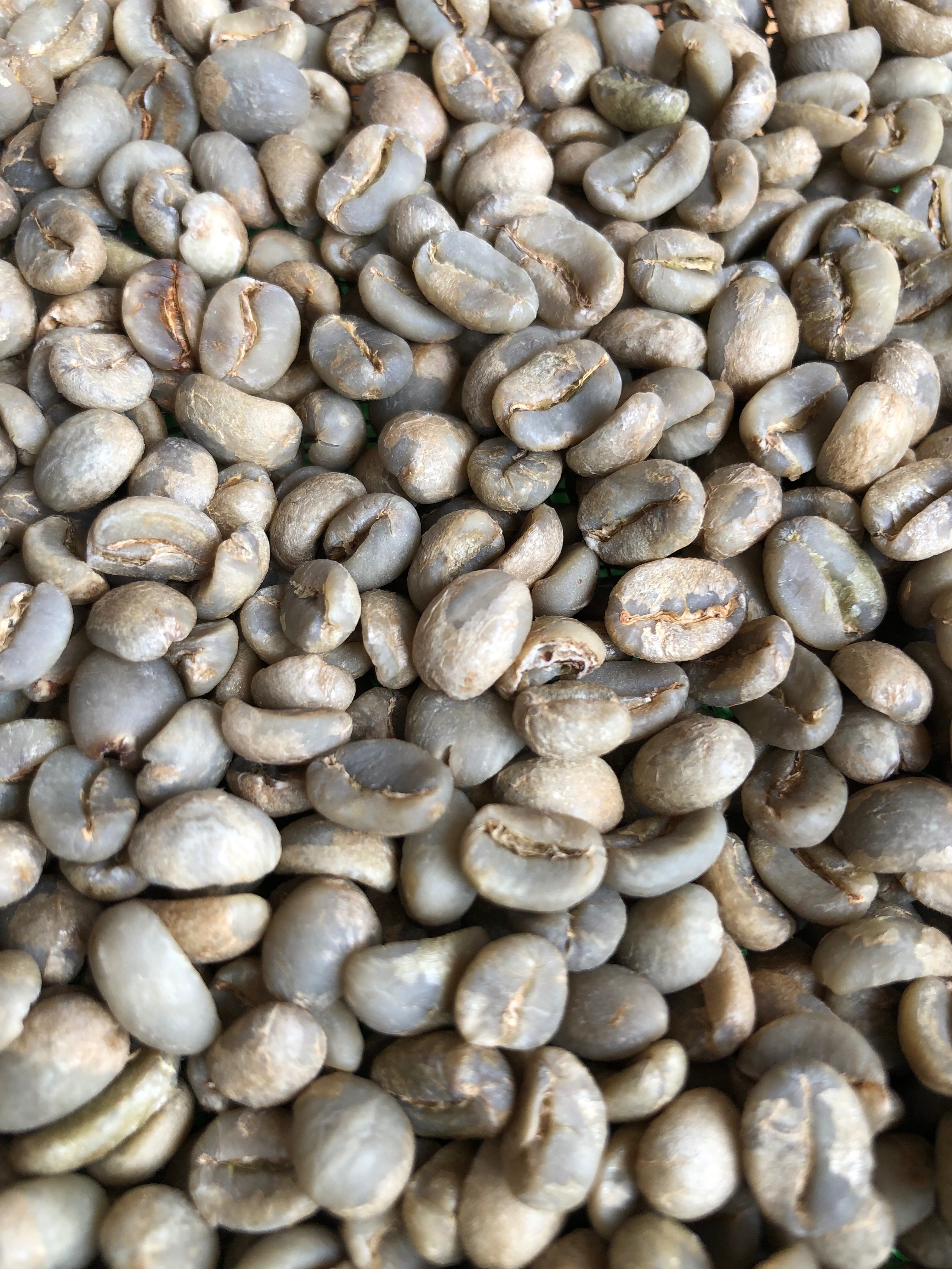 今日のコーヒー＃076 エルサルバドル🇸🇻SHGジュリアQグレード｜Jin