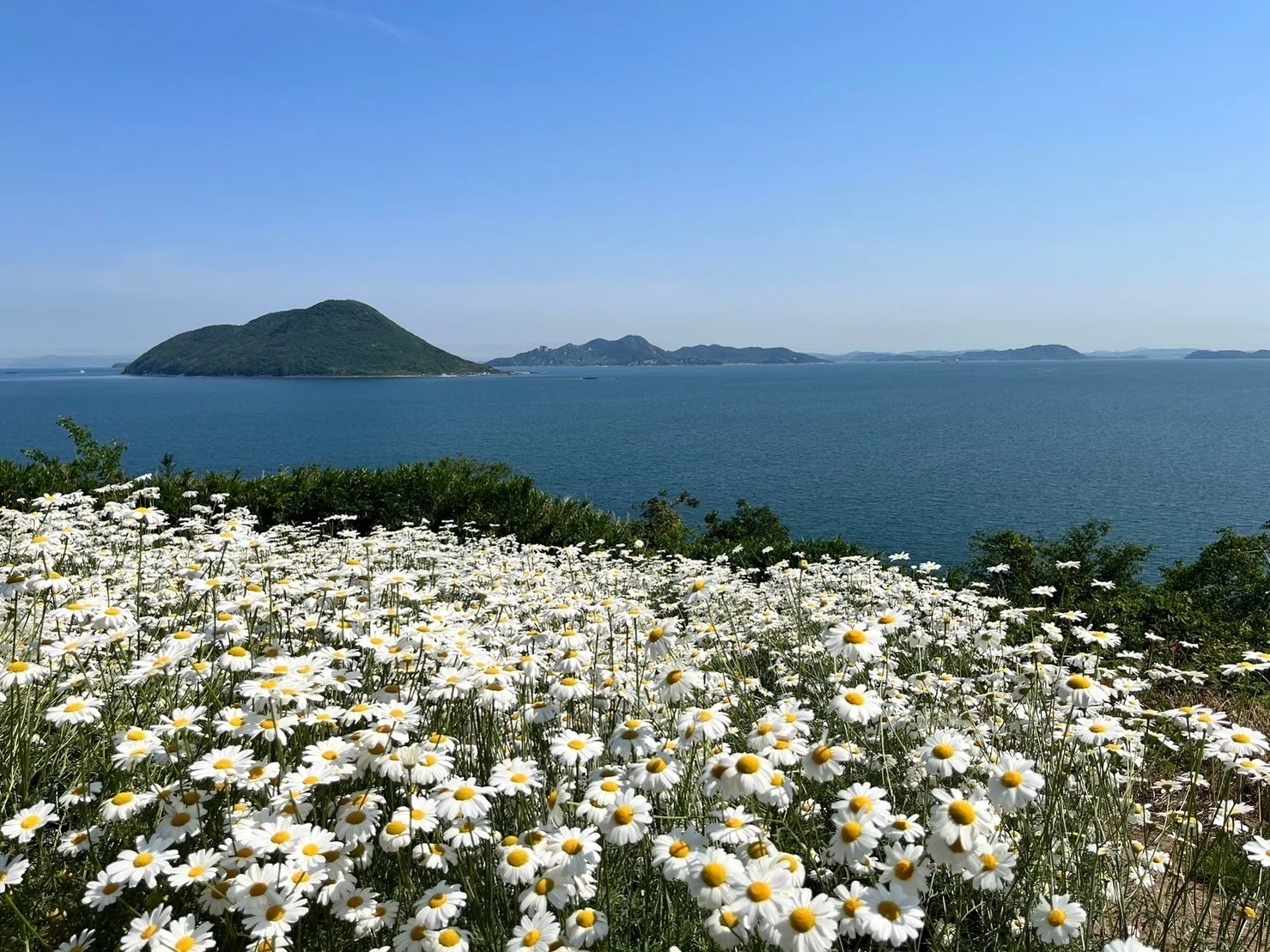 瀬戸内に浮かぶ花畑【天空の花畑】がまもなく見頃💐アクセス情報など