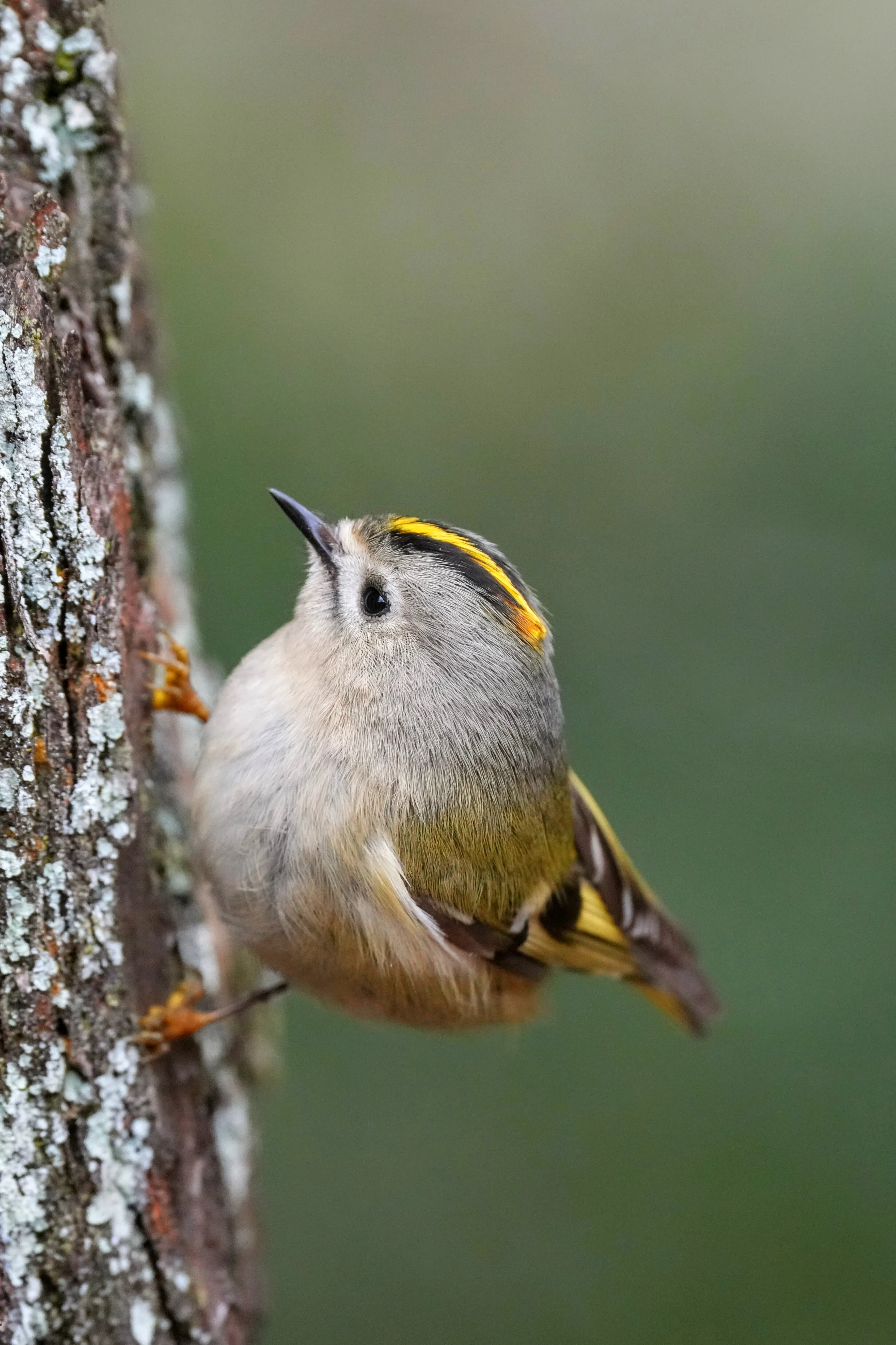 今日の鳥見散歩🚶センダイムシクイの可愛いさを知った日🐦｜めい