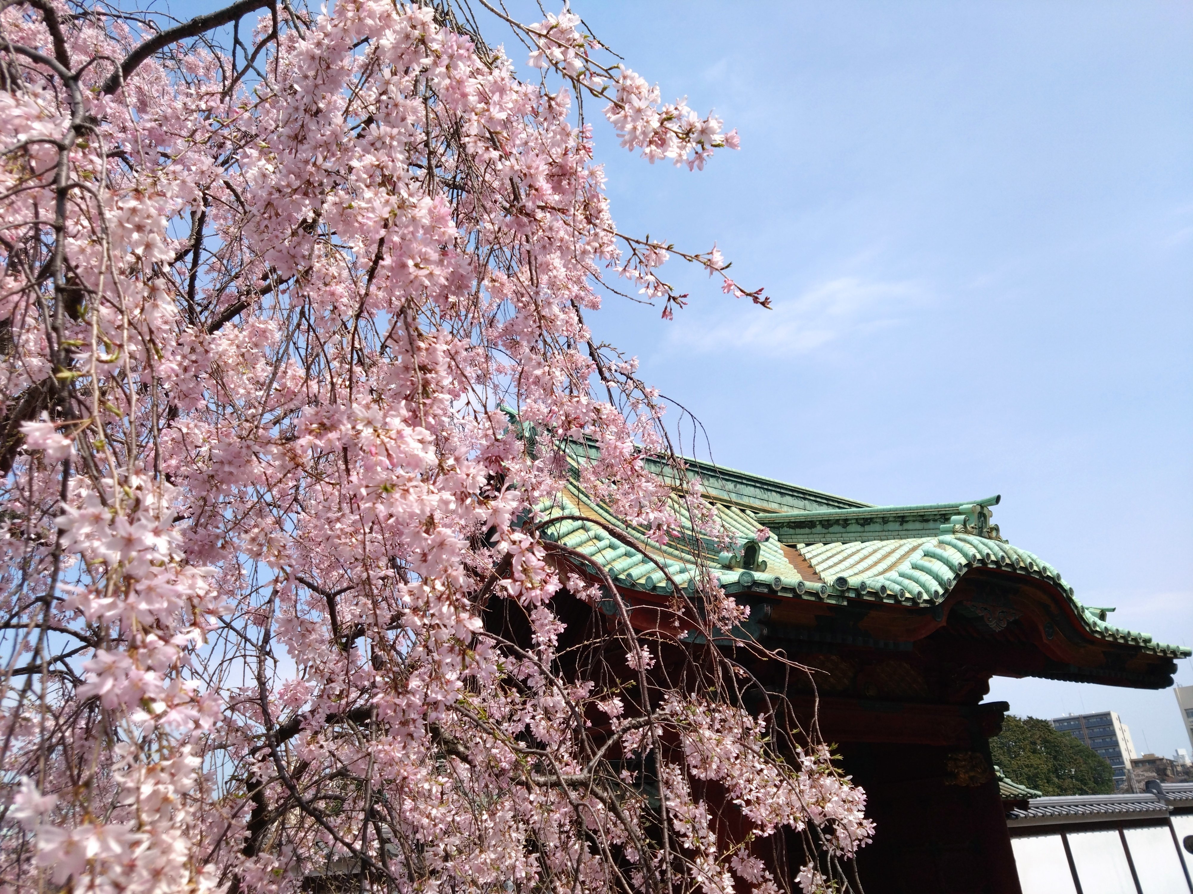 こもりの僧　保存版　清水公照　バベル社　東大寺 大江戸探訪録～東叡山寛永寺～｜薔薇/Aestheticism Cafe＆Bar ROSALIA店長