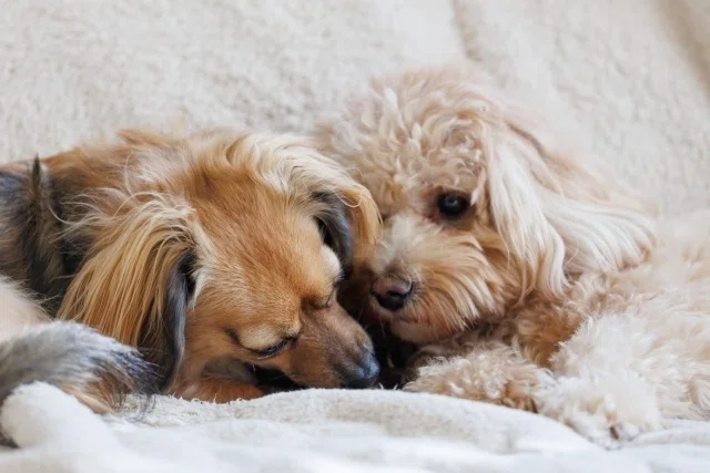 信頼し合っている二匹の犬