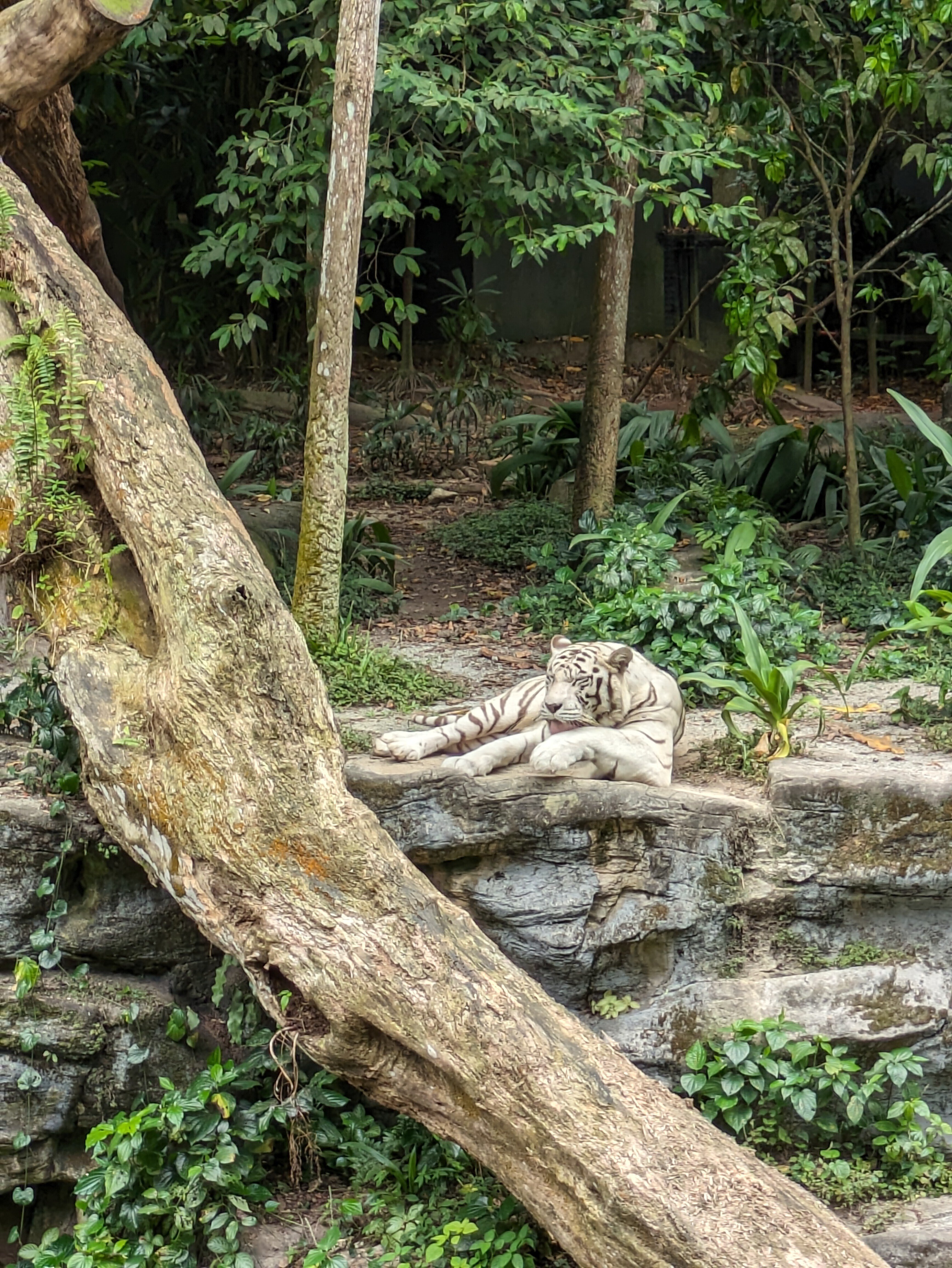 シンガポール動物園 BIG LOVE｜ぼいど