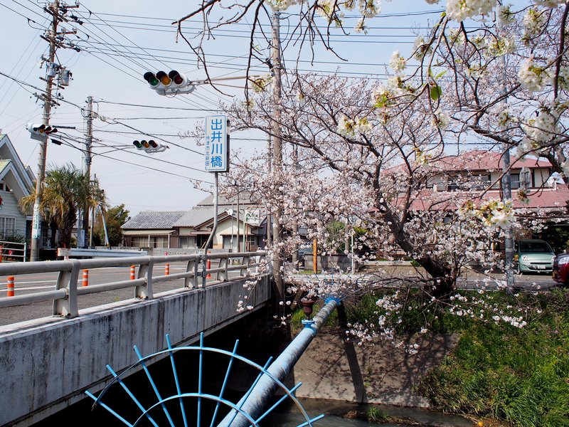木屋川の桜が見ごろを迎えていた。出発地点出井川橋