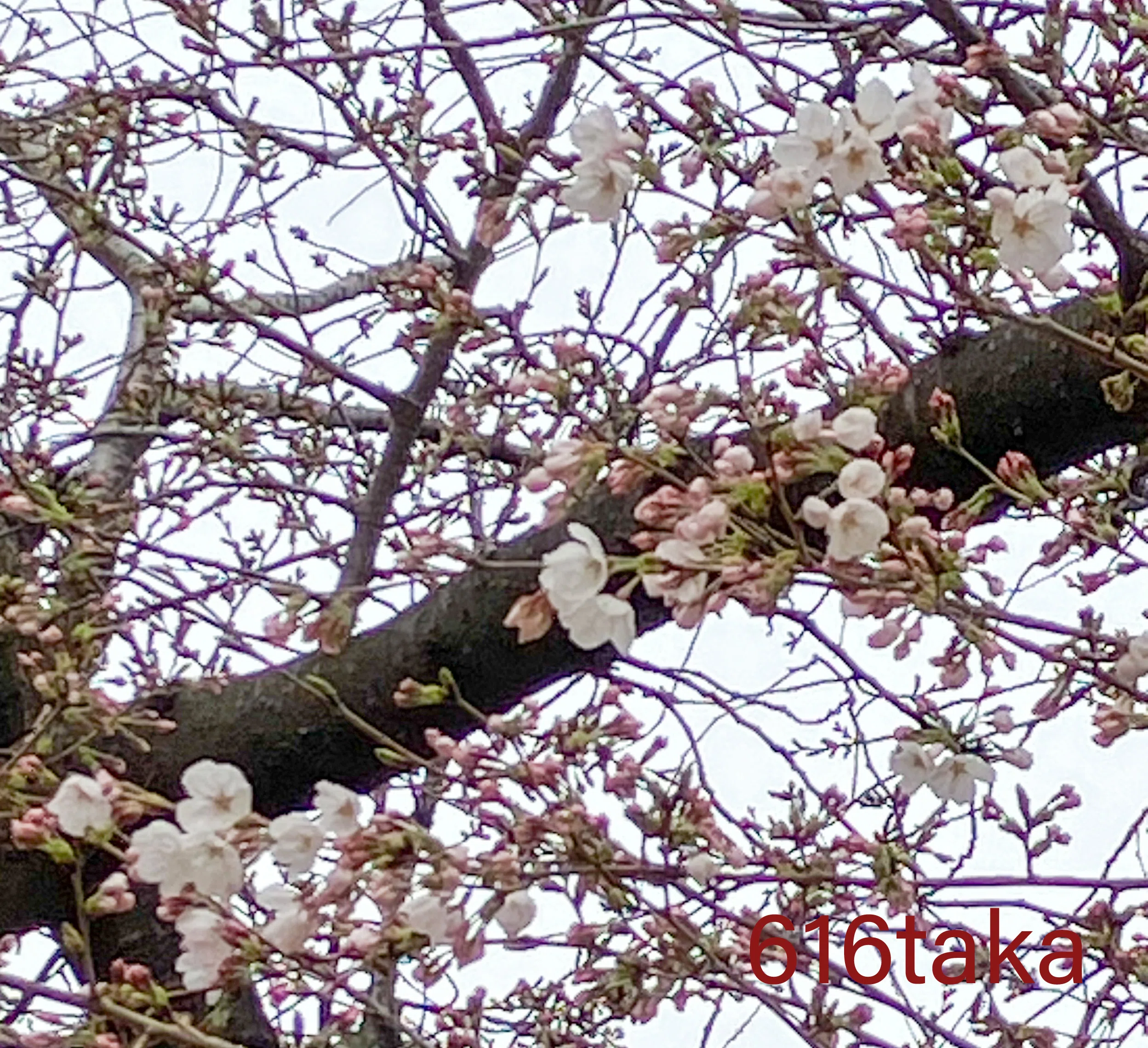 本日のサクラ前線🌸桜ツボミ🧐4/3🌸🤔🤔|616taka