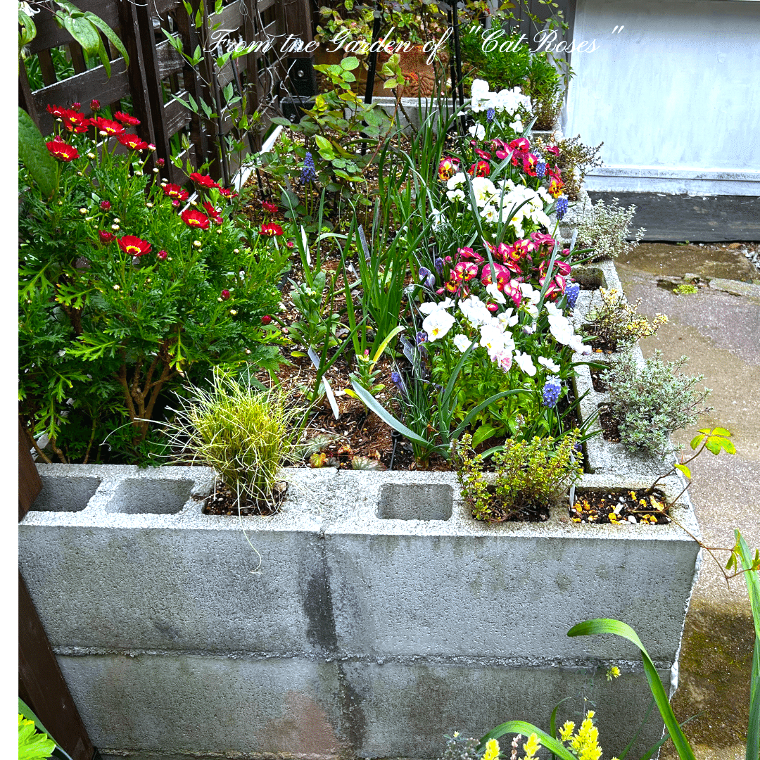 花壇ブロック種類　花壇ブロック おしゃれ　花壇 ブロック コーナー　20個 ブロック花壇の縁穴の植替えと熊谷草｜Cat rose 「ガーデニングブログ