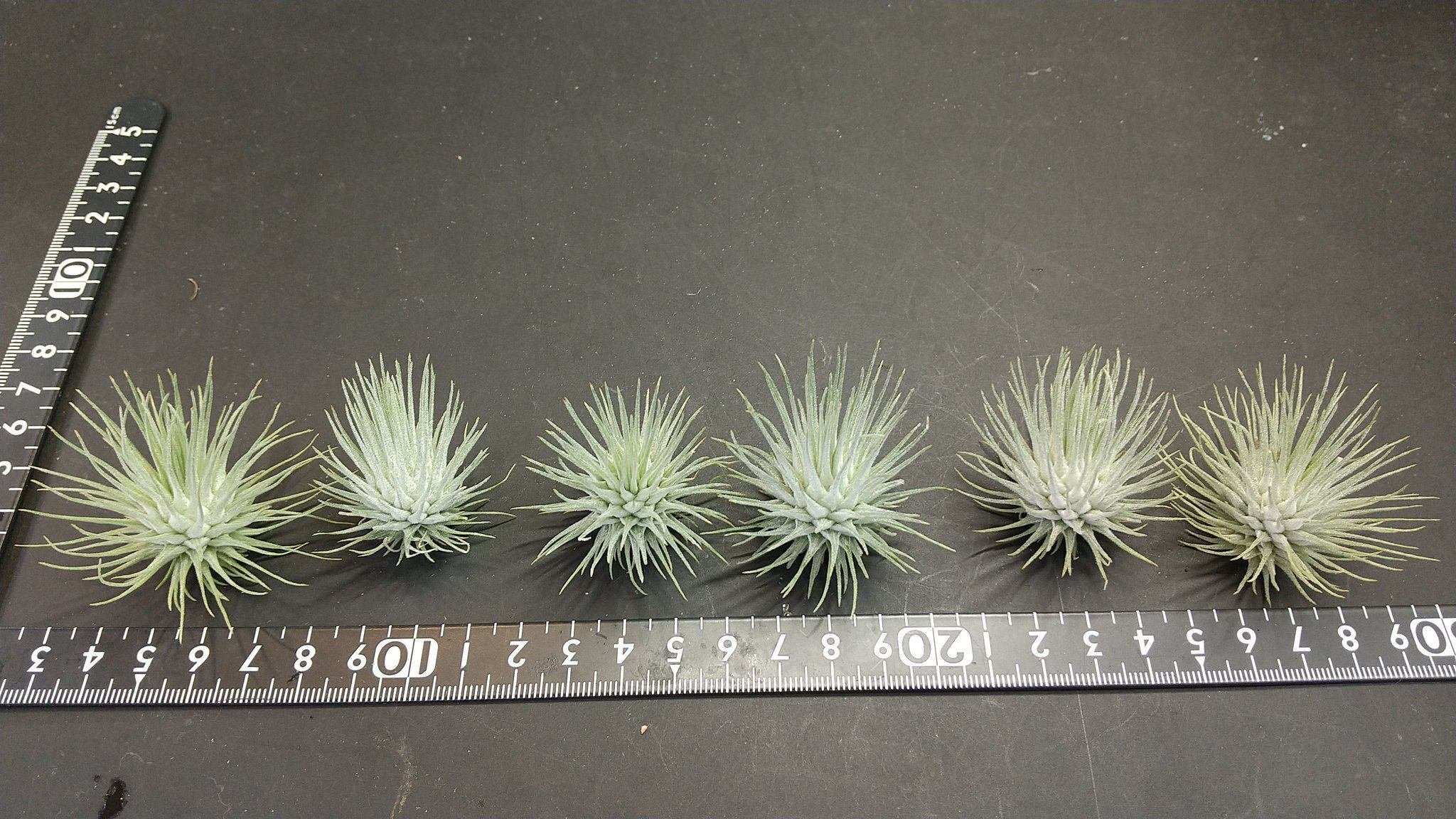 〈菫〉Tillandsia 'カミヤズプライド' (フックシー x フンキアナ) 菫〉Tillandsia 'カミヤズプライド' (フックシー x フンキアナ