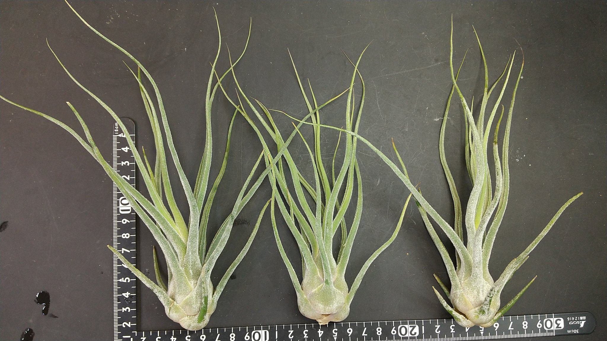 Tillandsia sprengeliana Coastal Form（子株） 【公式通販】