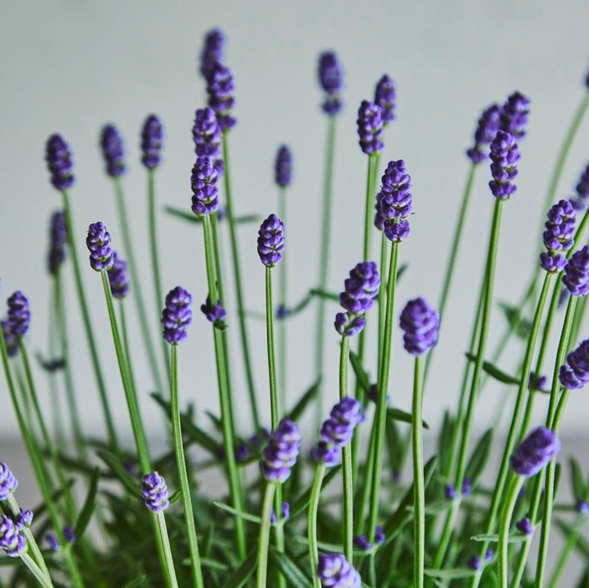 母の日にはお花を贈ろう！【ラベンダー】｜D.STYLE