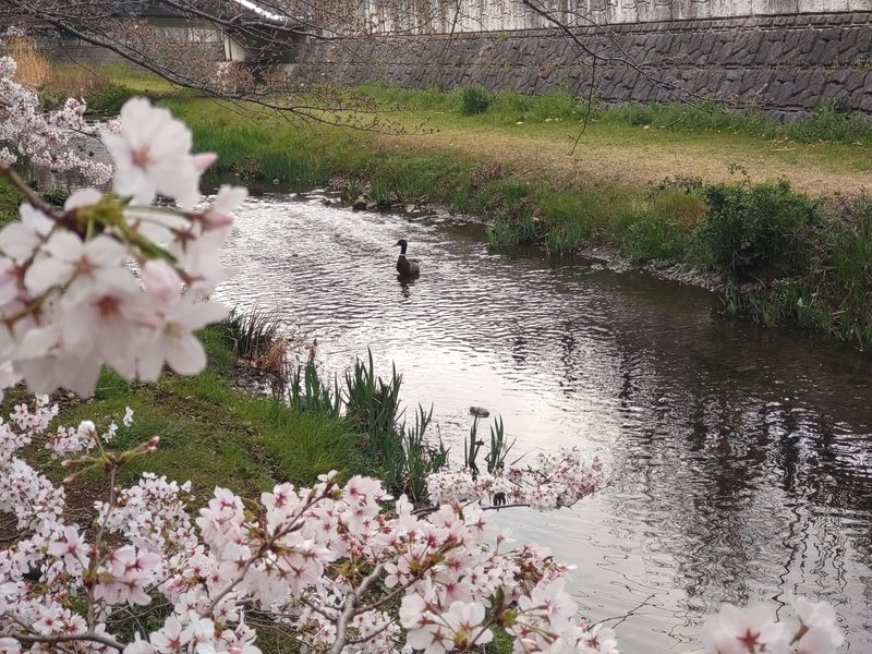 月曜日の昼間、子どもたちとお花見へ🌸どこからか飛んできた、一羽のかも。