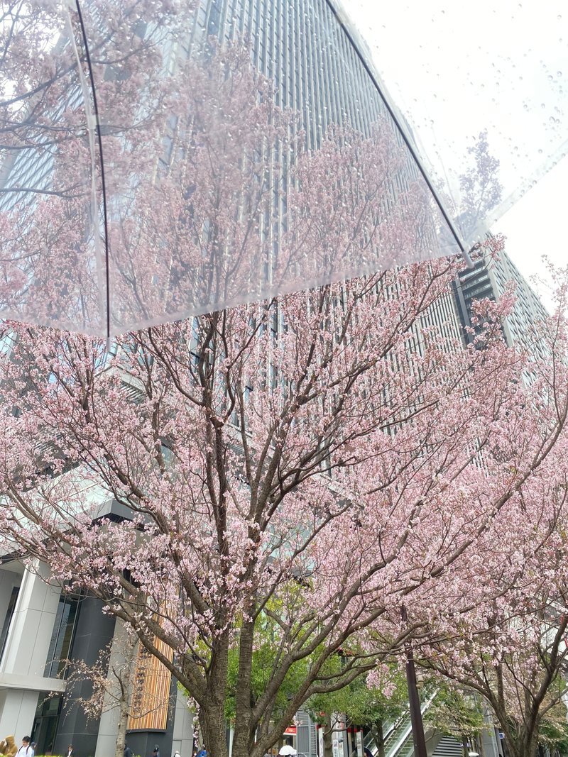桜が咲いている様子