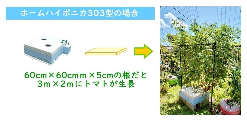 木村 様用 ホームハイポニカ303 水耕栽培とは？③トマトが巨木に