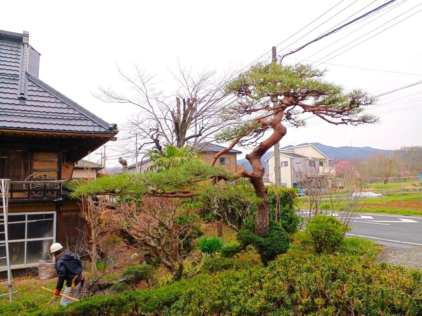 イトヒバ／いとひば／糸桧葉 庭木 樹木 植樹 長野県 見学自由 まどお