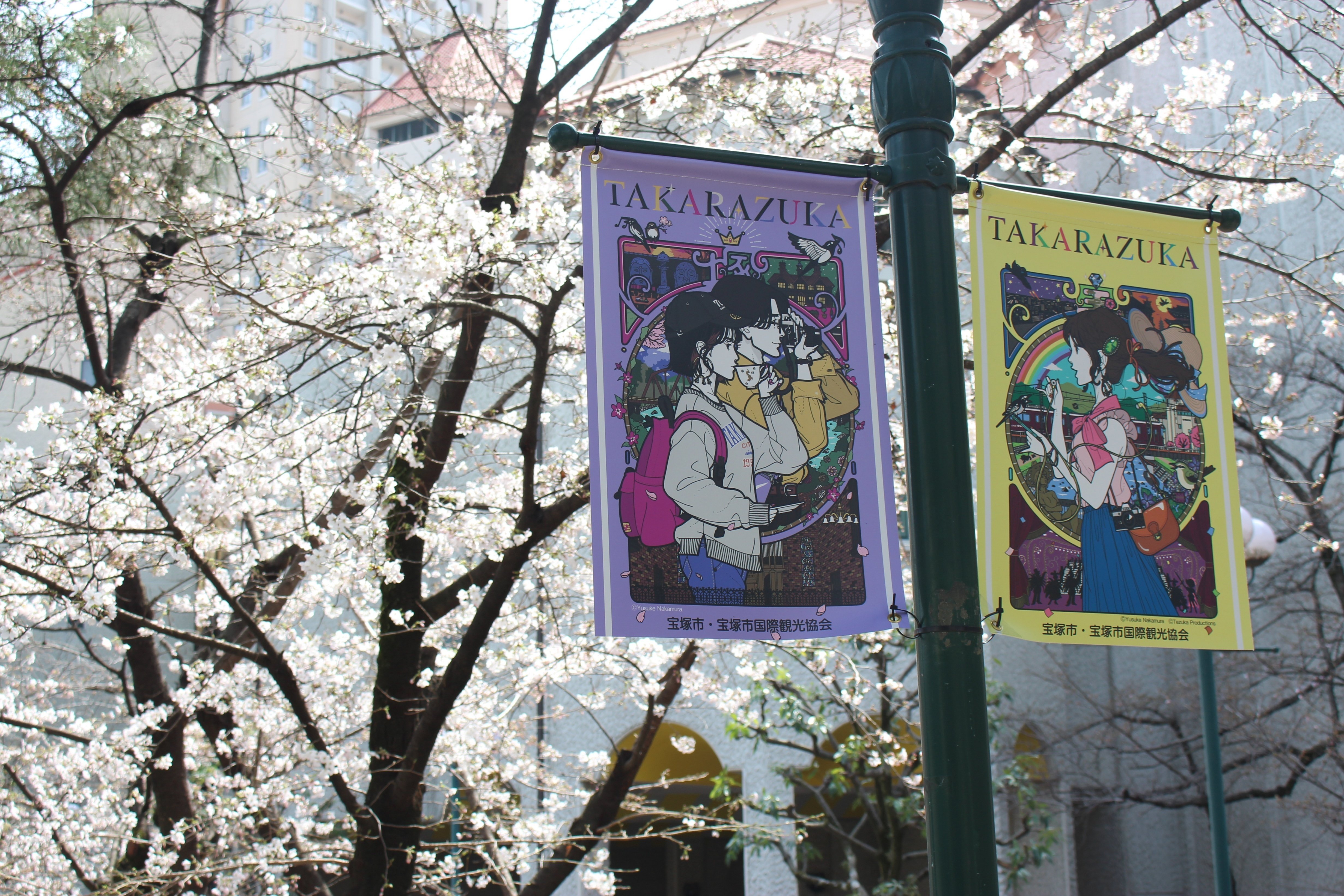 桜の見頃を迎える🌸花のみち✨宝塚市制70周年記念フラッグがお出迎え