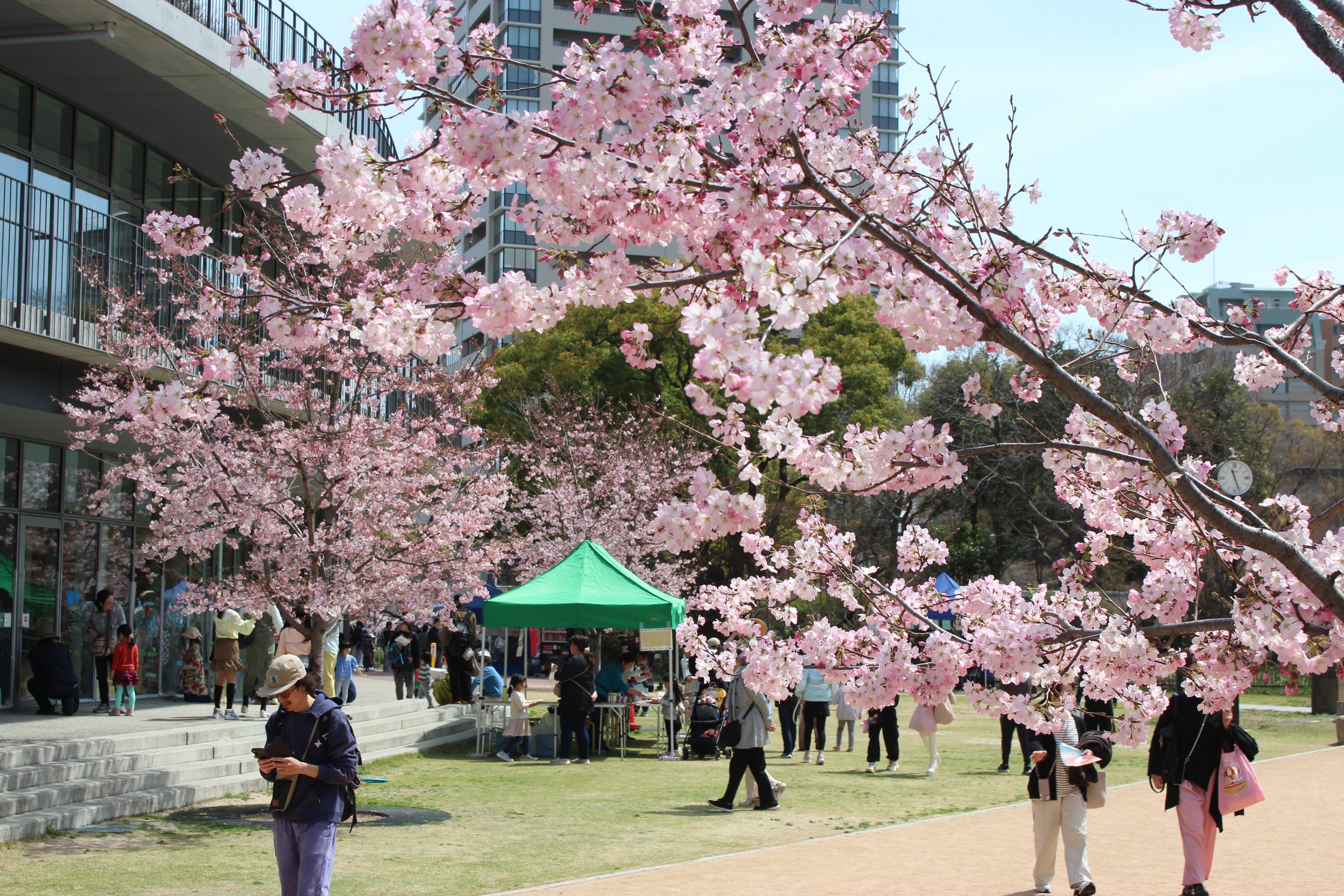 桜の見頃を迎える🌸花のみち✨宝塚市制70周年記念フラッグがお出迎え